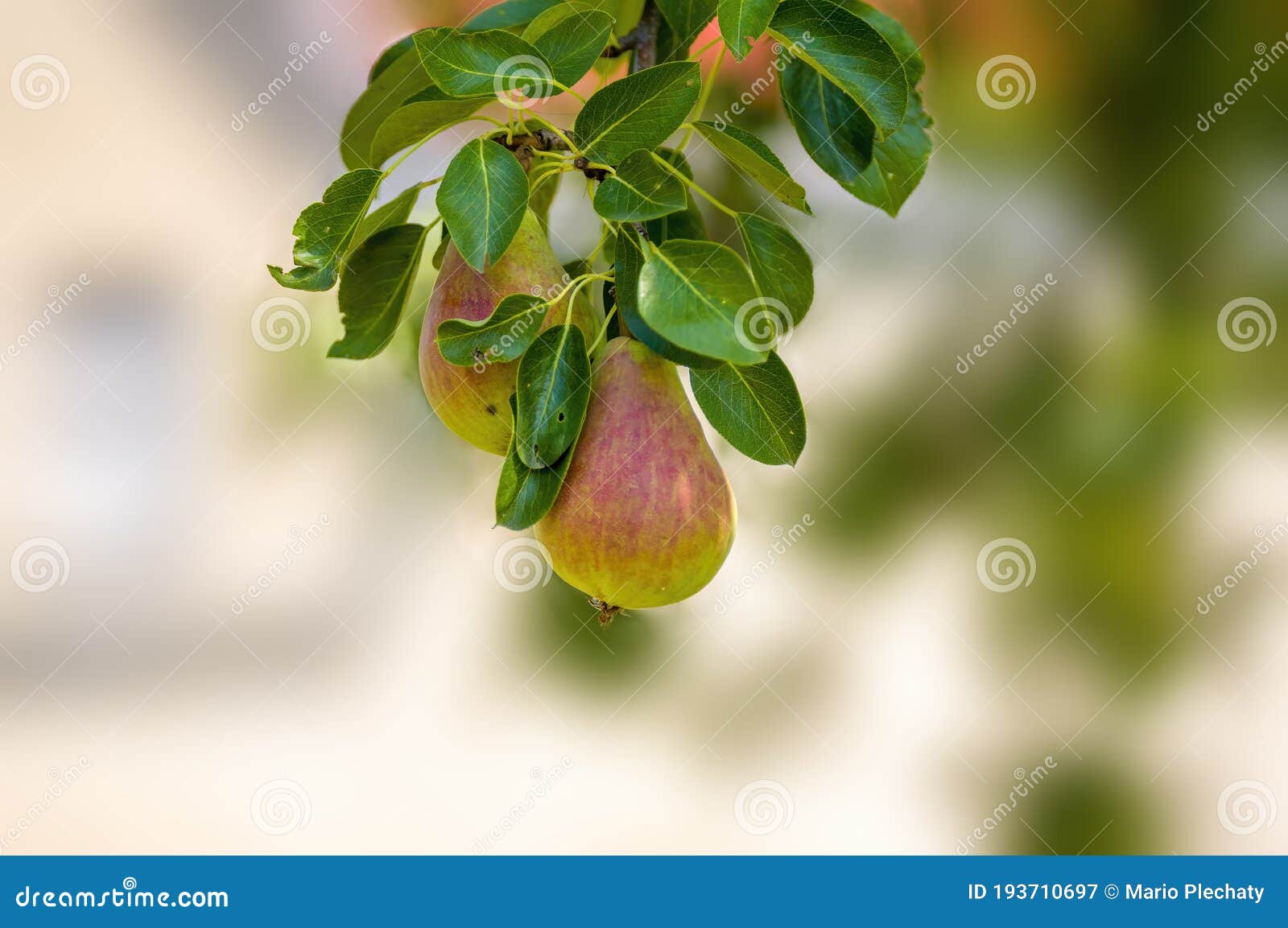 a delicious juicy pear on a tree in the seasonal garden