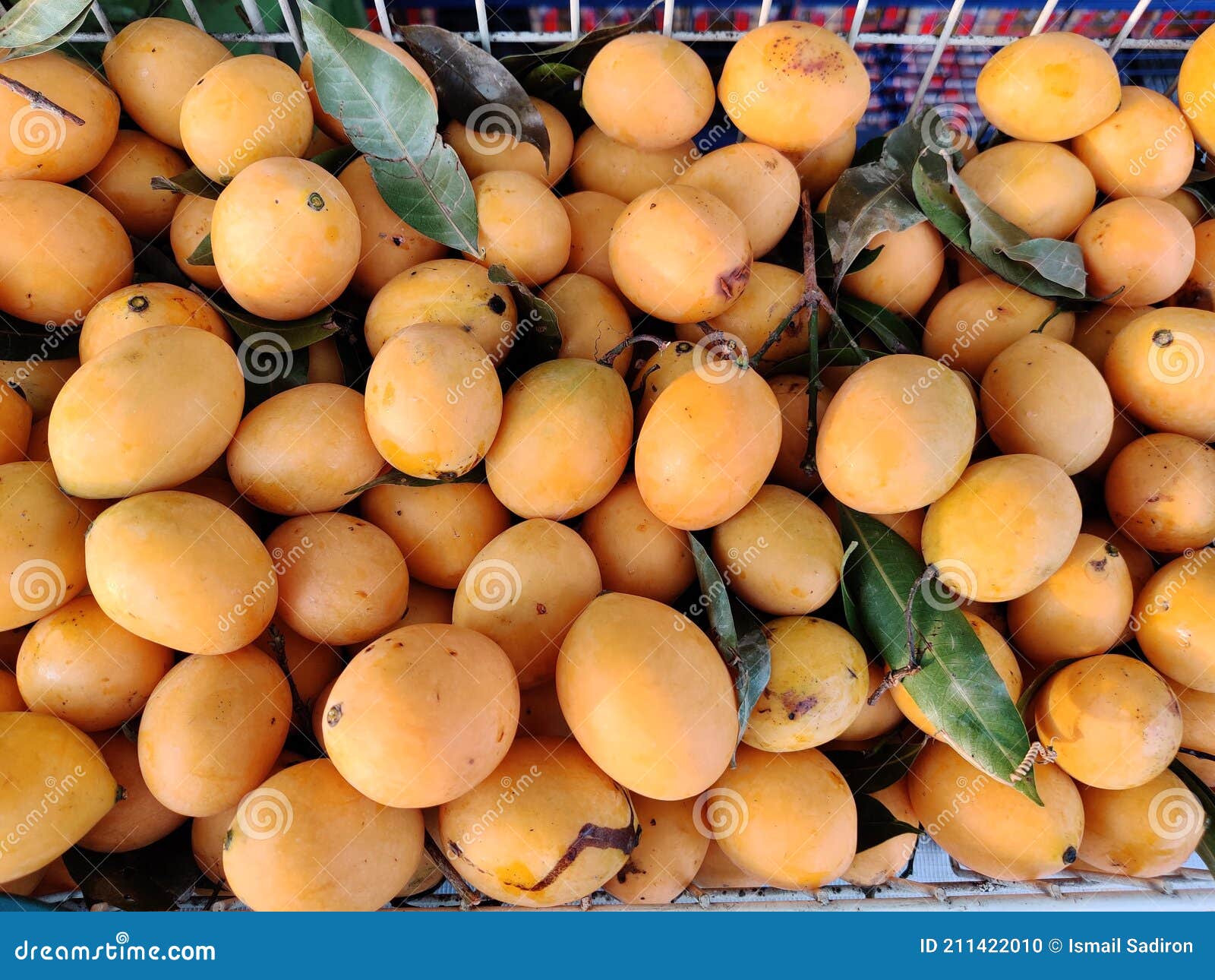 Delicious Malay Buah Kundang Fruit Stock Photo Image of food, gourd