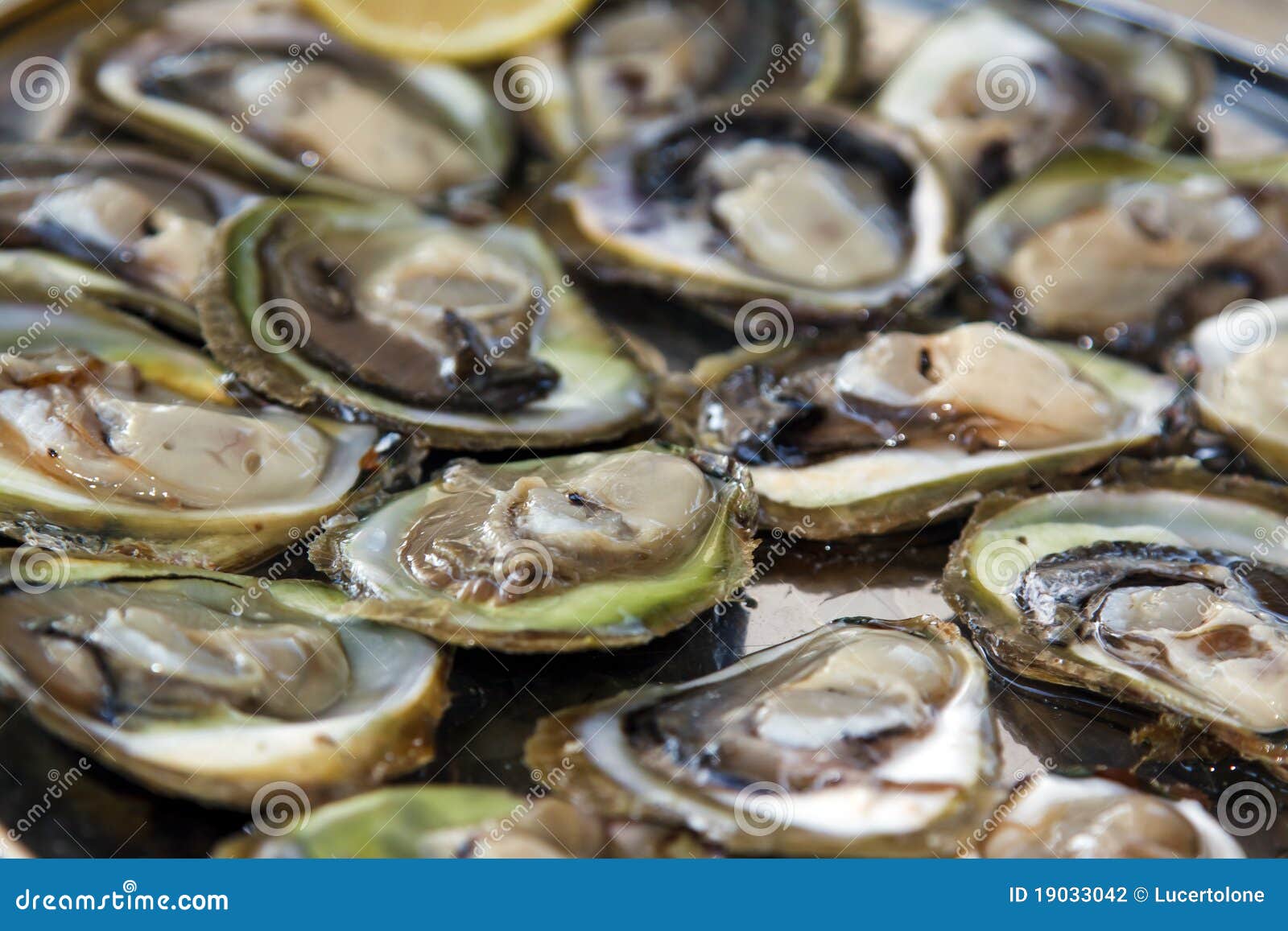 Delicious oysters stock photo. Image of market, delicacy 19033042