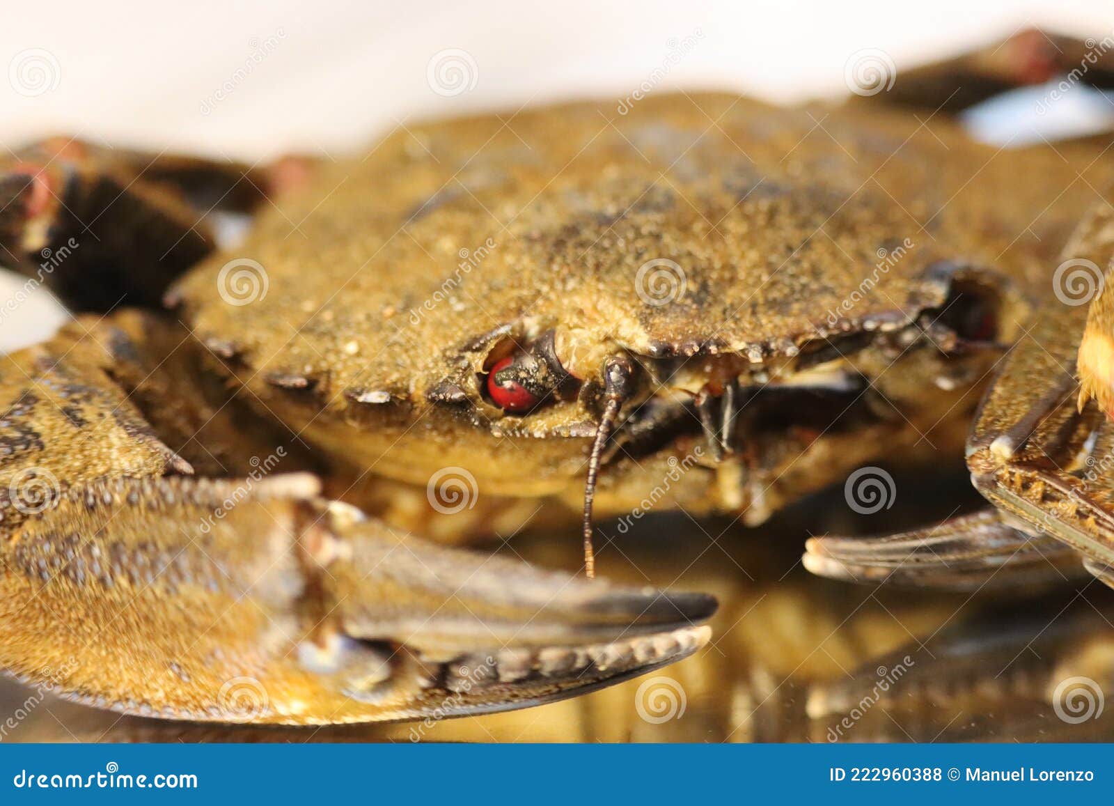 delicious seafood pubescent crab tongs crustacean tweezers