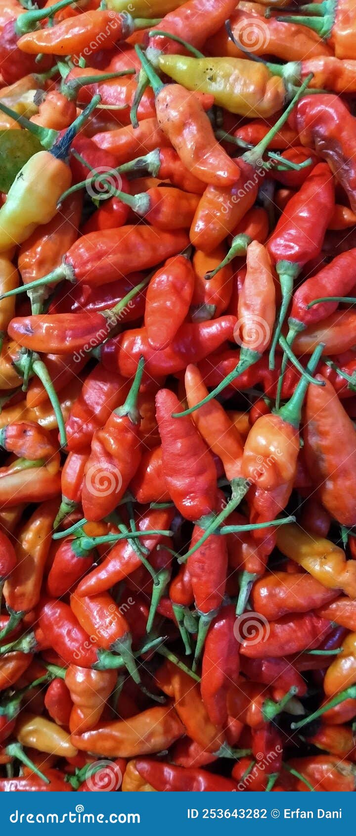 Delicious Spicy Fresh Red Chili Stock Photo Image of delicious, spicy