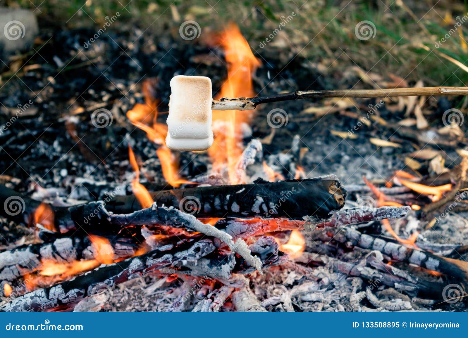 Delicious and Sweet Marshmallows on Stick Over the Bonfire Stock Image ...
