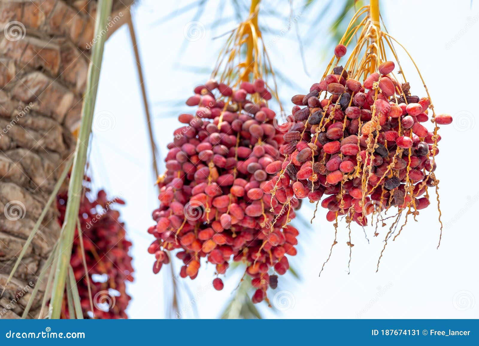 Delicious Unripe Dates on Palm Tree Stock Image Image of dactylifera