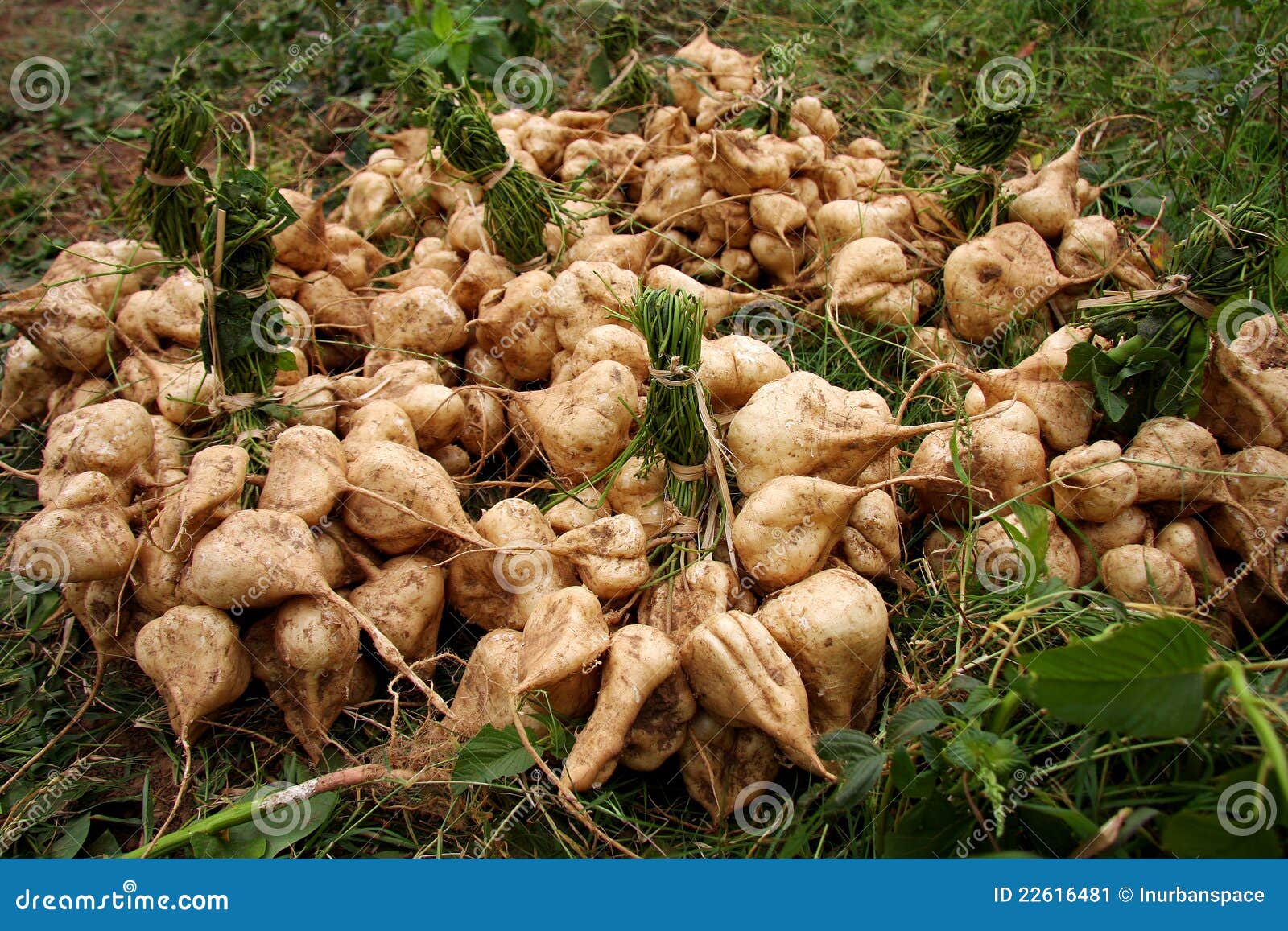 Delicious yam bean stock image. Image of food, groundnut 22616481