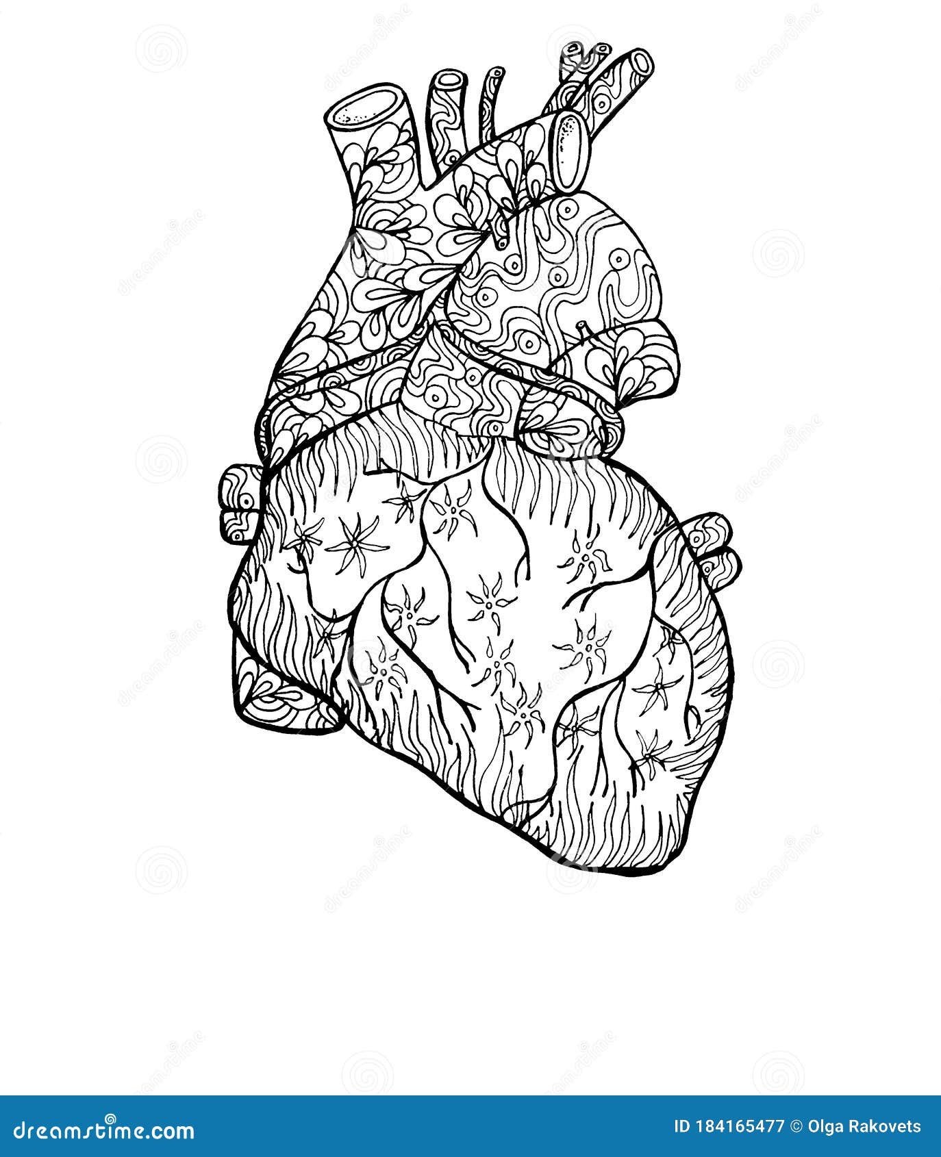 Delinear El Corazón Humano Con Patrones De Fantasía Anatomía Ilustración  Para El Diseño Y La Creatividad Colorear Antiestrés Para Stock de  ilustración - Ilustración de adulto, vendimia: 184165477