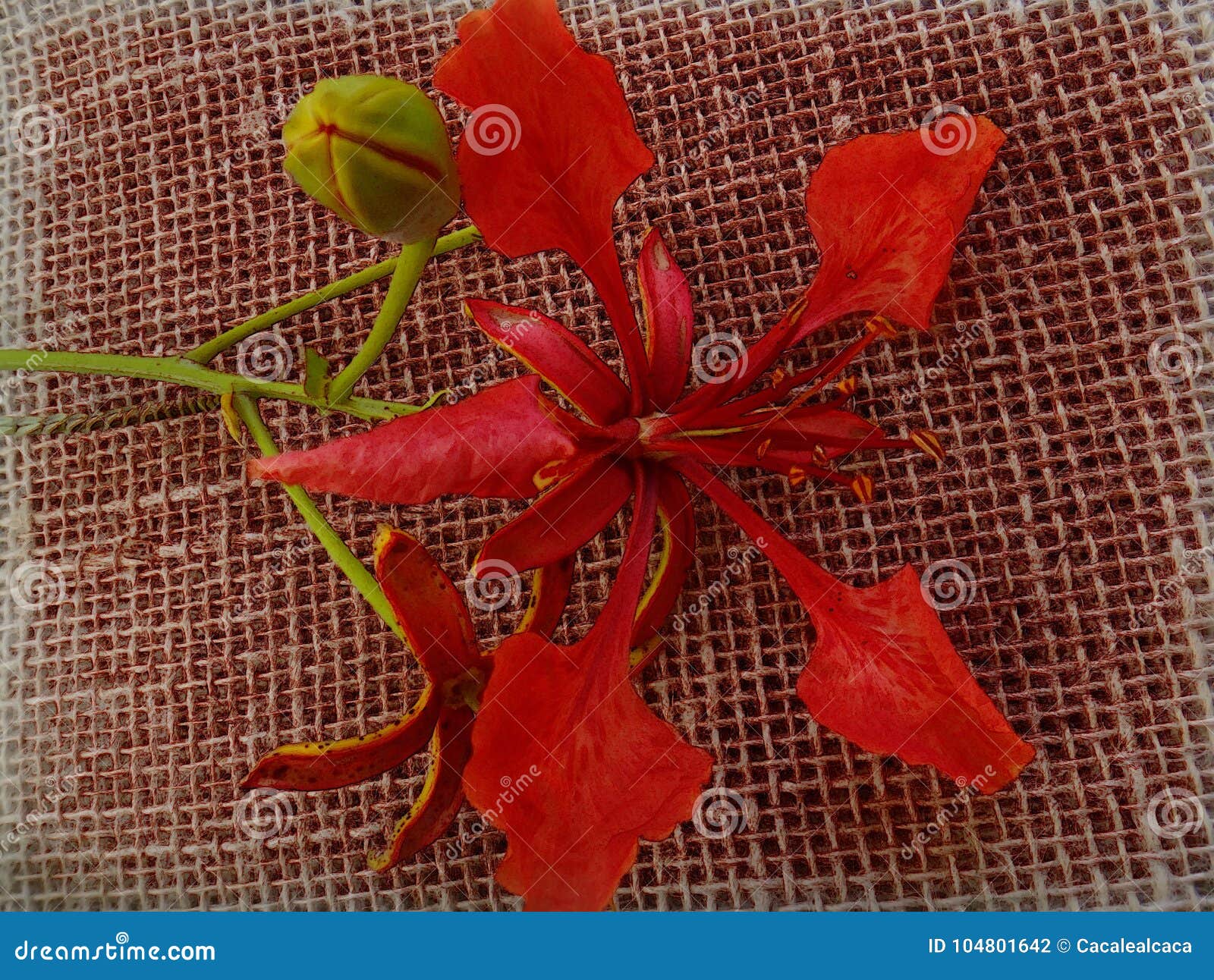 delonix regia - flower and bud - red