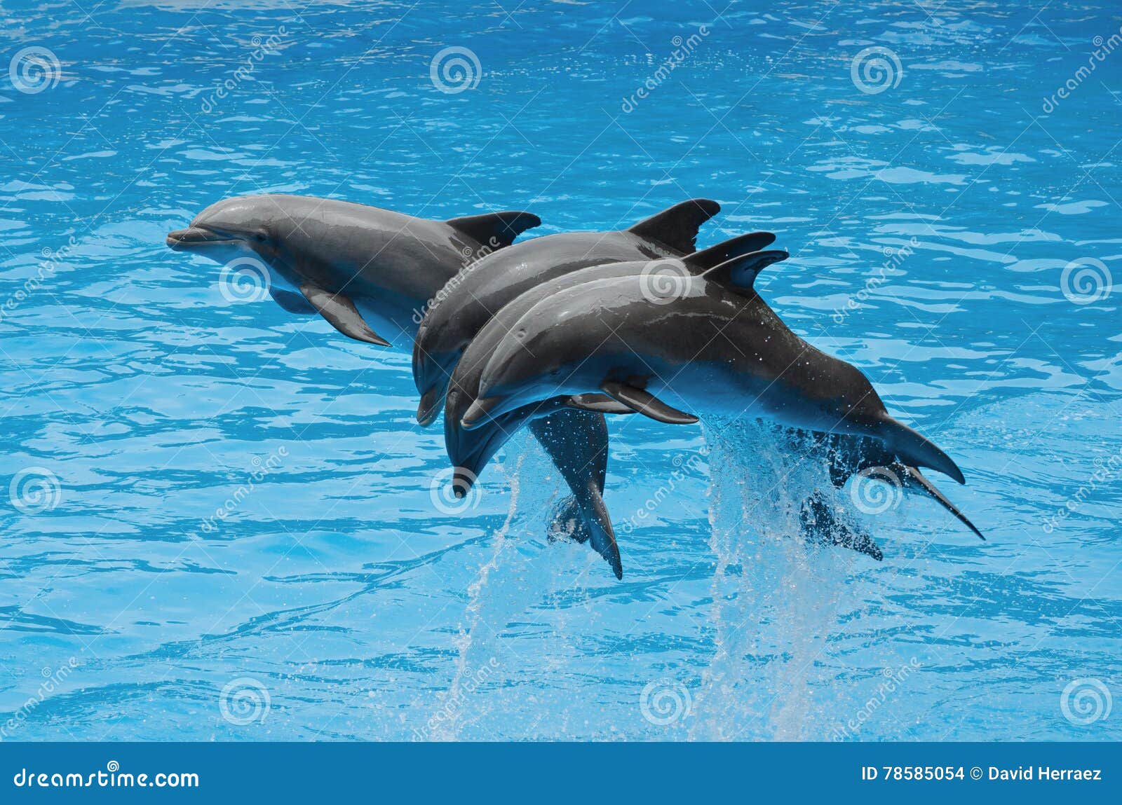Delphin Spiel Delphin Spiel