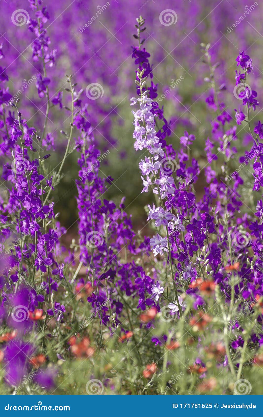 delphinium ajacis purple flowers
