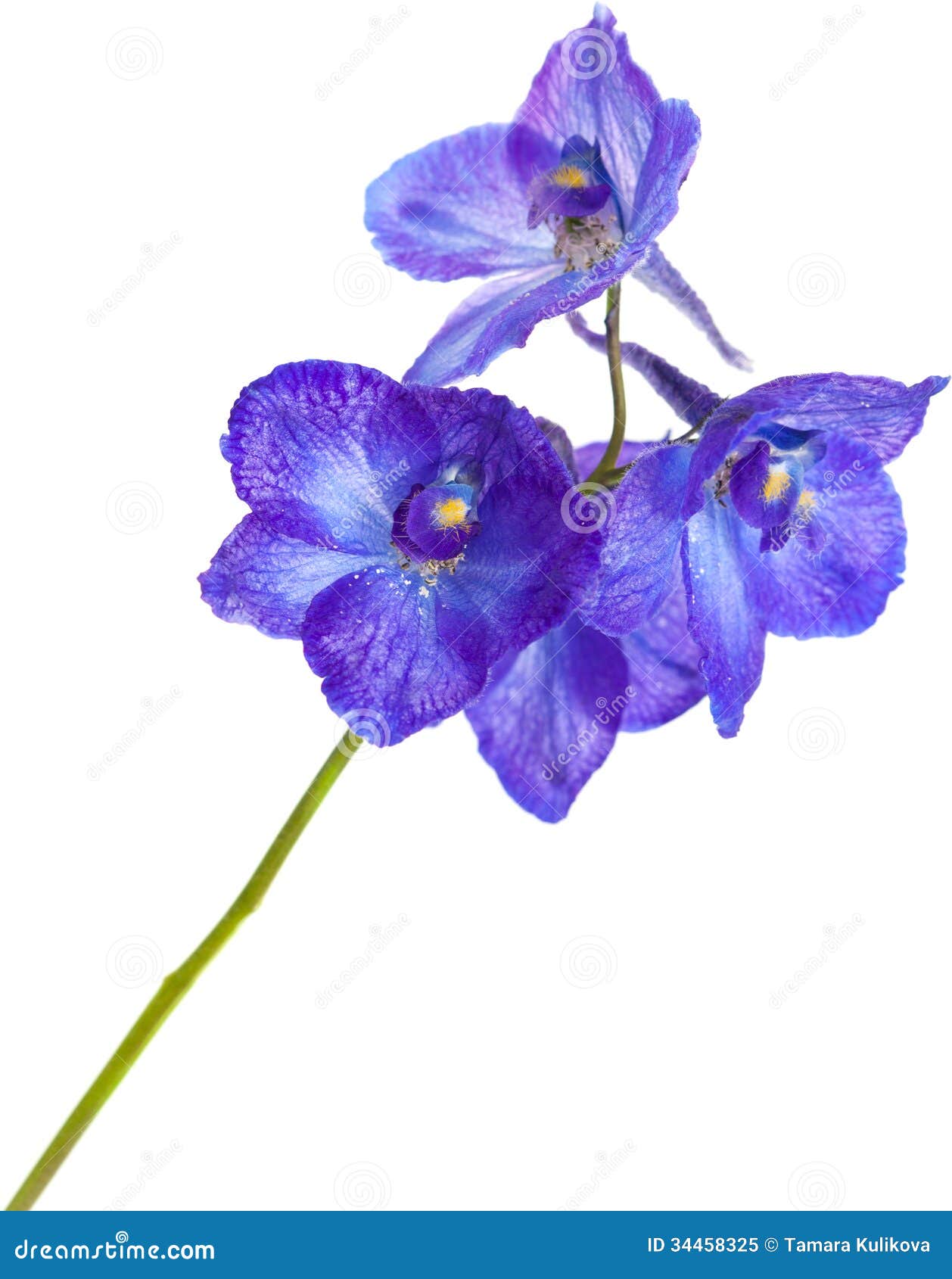 delphinium stock image image of life perennial contrast delphinium stock image image of life perennial contrast