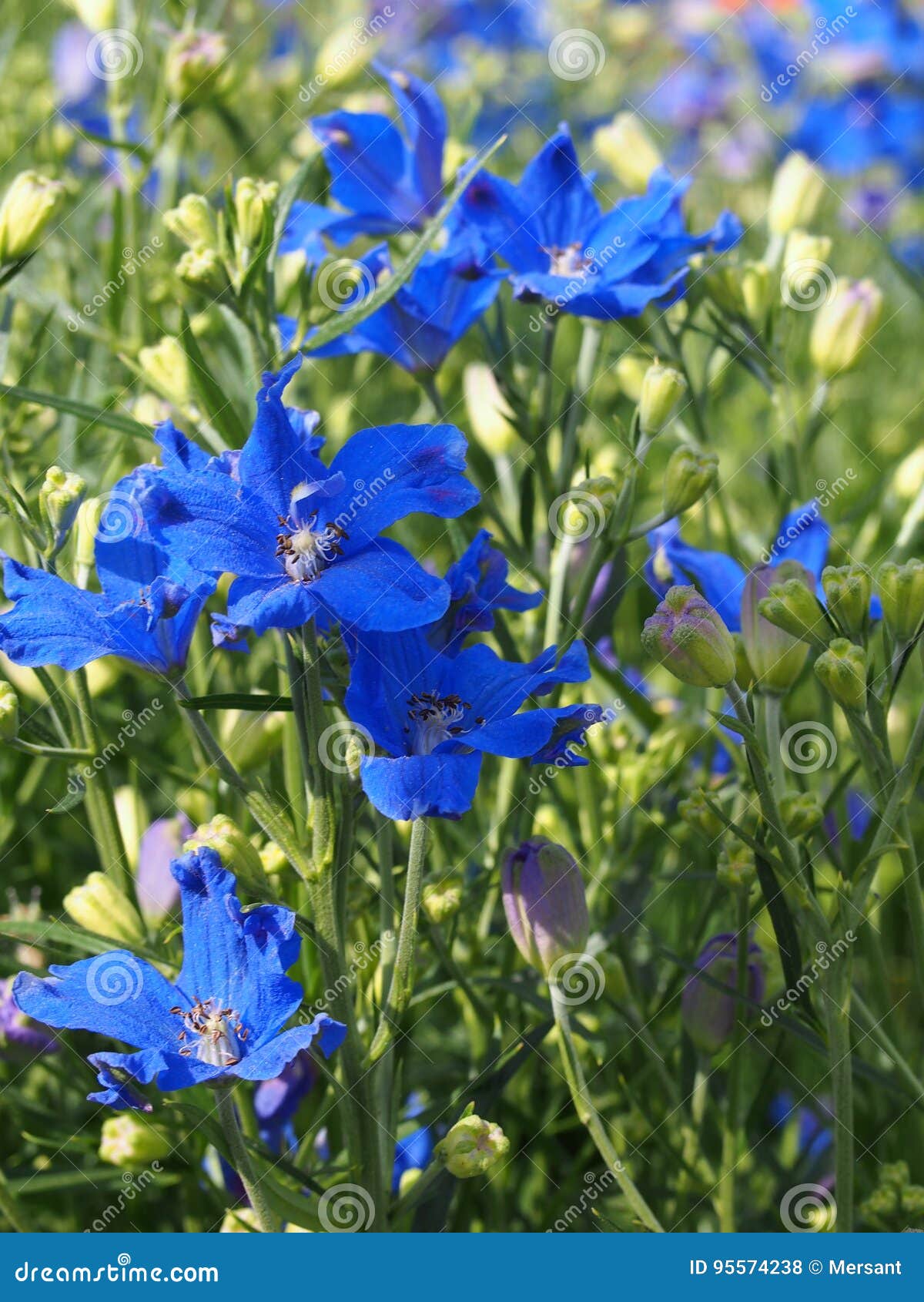 Delphinium chinensis 'Diamonds Blue