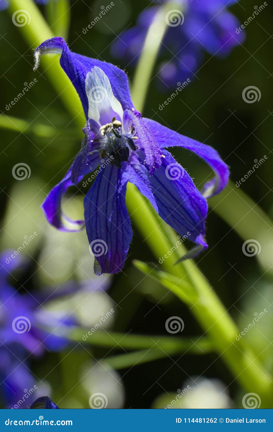 delphinium nuttallianum