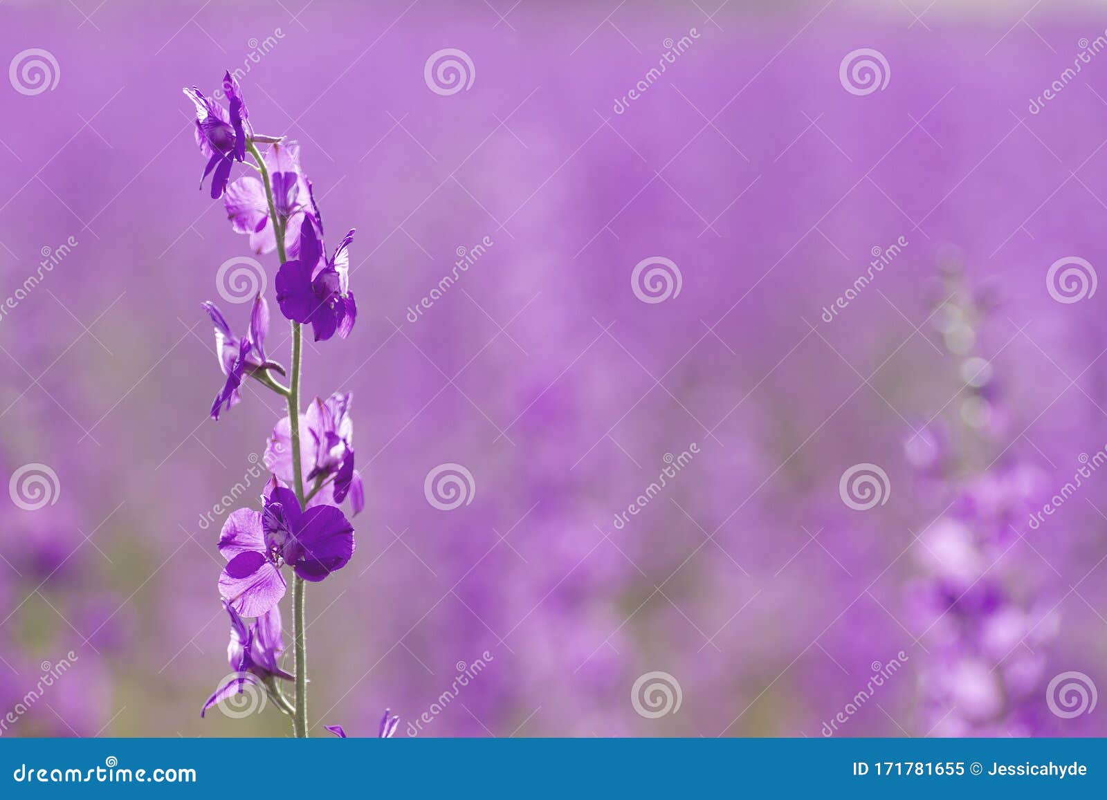 delphinium purple flowers