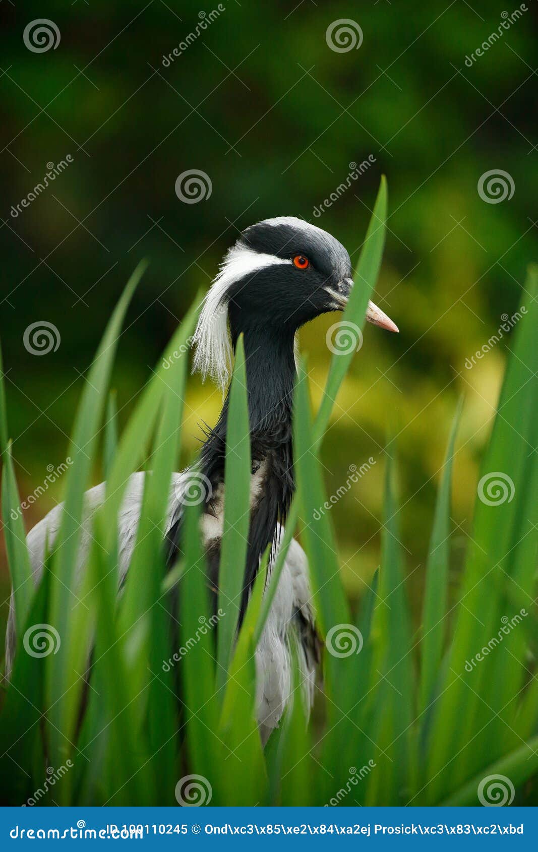 demoiselle crane, anthropoides virgo, bird hiden in grass near the water. detail portrait of beautiful crane. bird in green nature