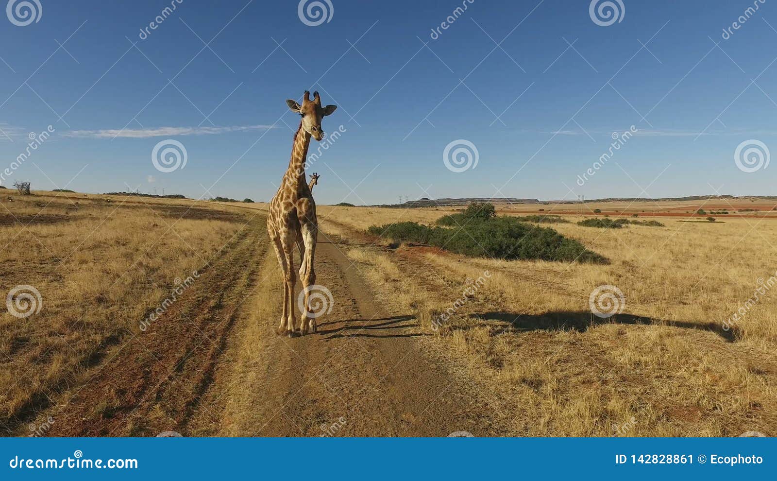 Qual o resultado do cruzamento da girafa com o carro? - Charada e