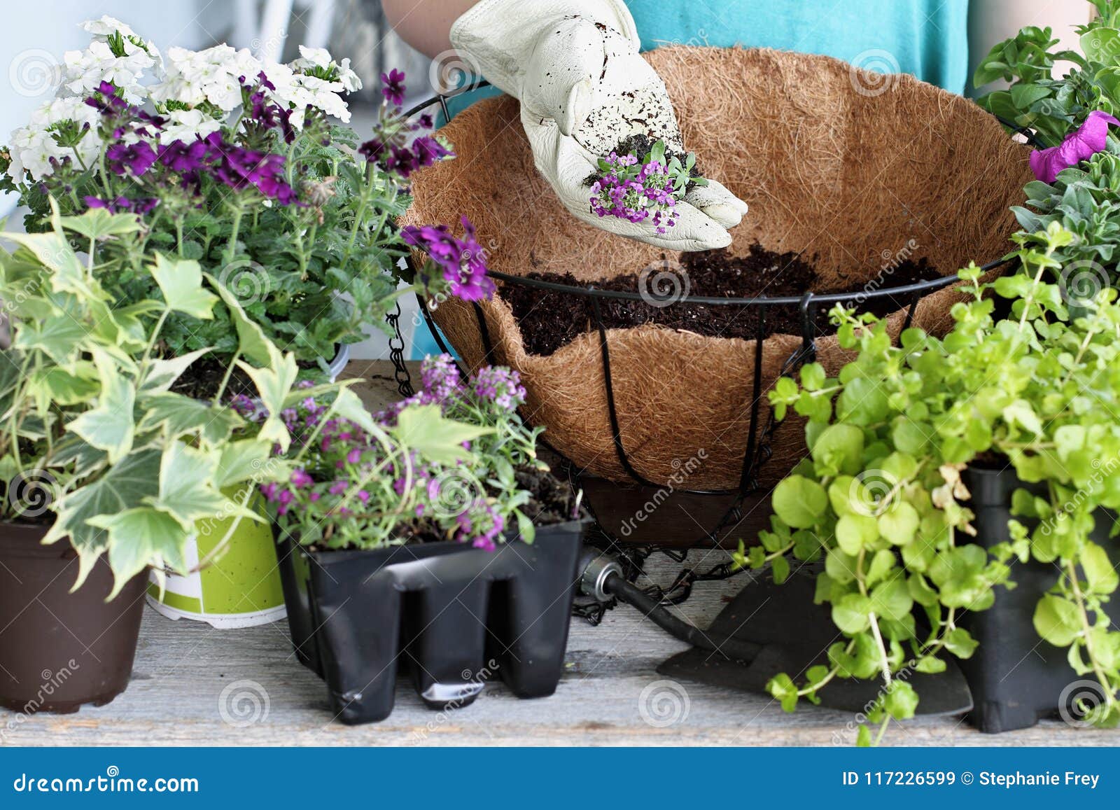 Hand Holding Alyssum Over a Hanging Basket of Flowers Stock Image ...
