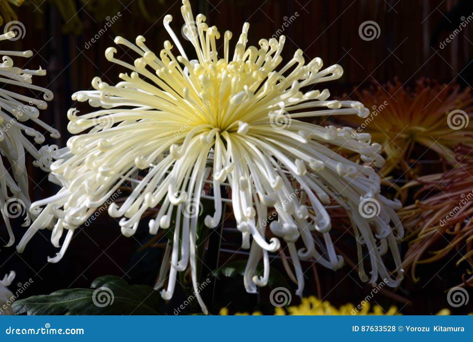 Demostración del crisantemo. La flor del crisantemo es una flor nacional de Japón La exposición de la flor del crisantemo será celebrada en otoño en Japón