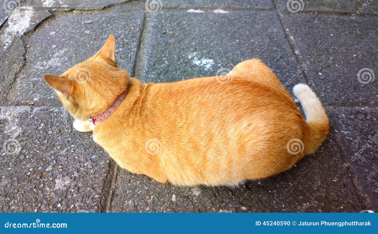 Den gula katten arkivfoto. Bild av relax, sömn - 45240590
