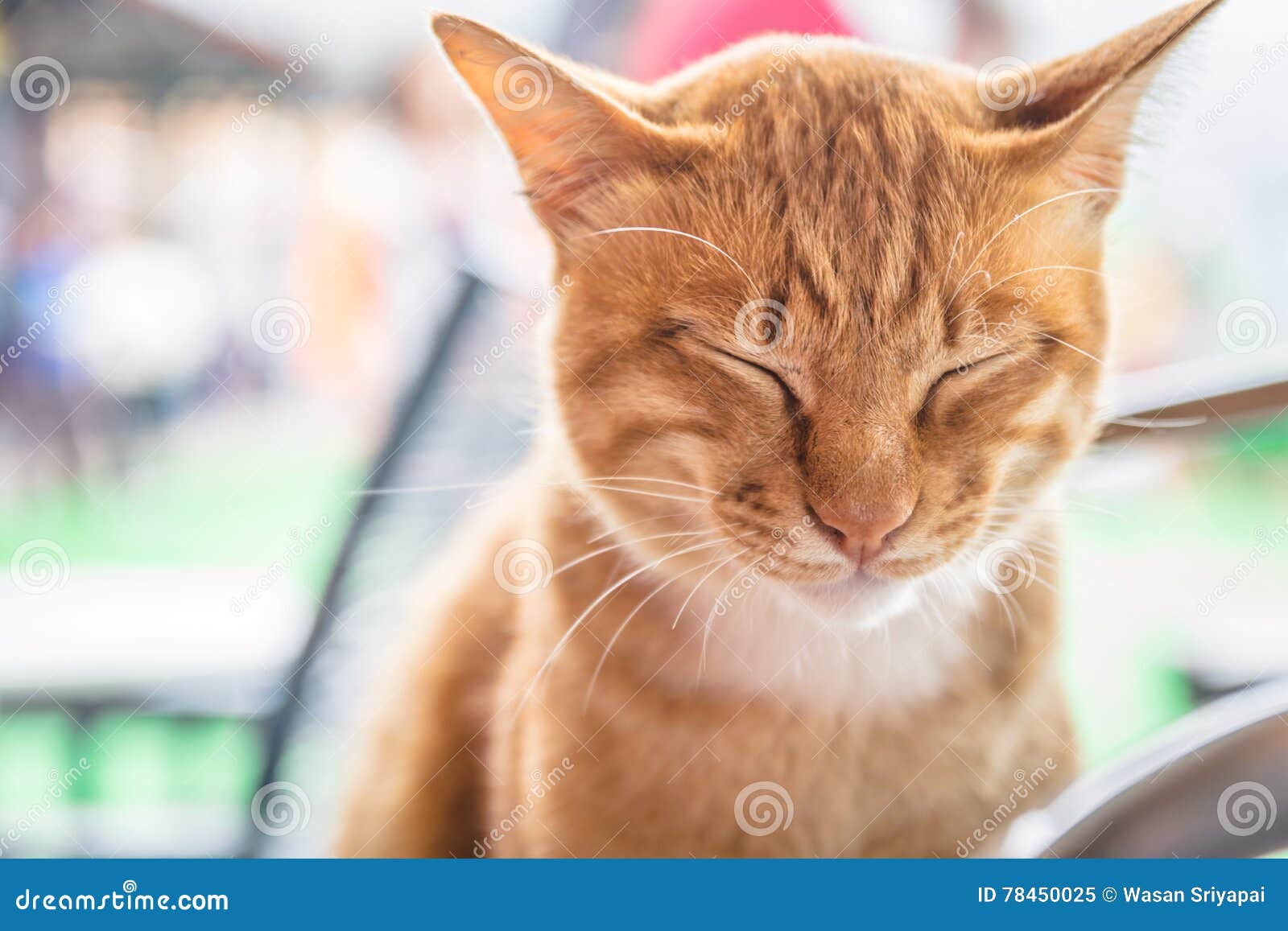 Den gula katten fotografering för bildbyråer. av golv -