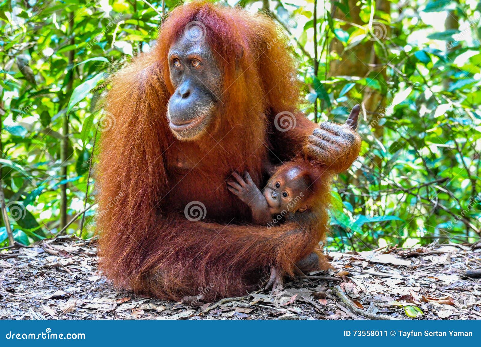 Den moderSumatran orangutanget med henne behandla som ett barn. Ståenden av en moderSumatran orangutang med henne behandla som ett barn i den Bukit Lawang rainforesten av Indonesien