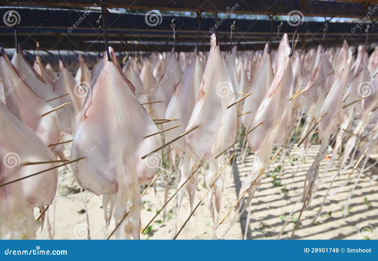 Den nära övre tioarmad bläckfisk som hänger till torrt i öppet, luftar, Thailand produkt