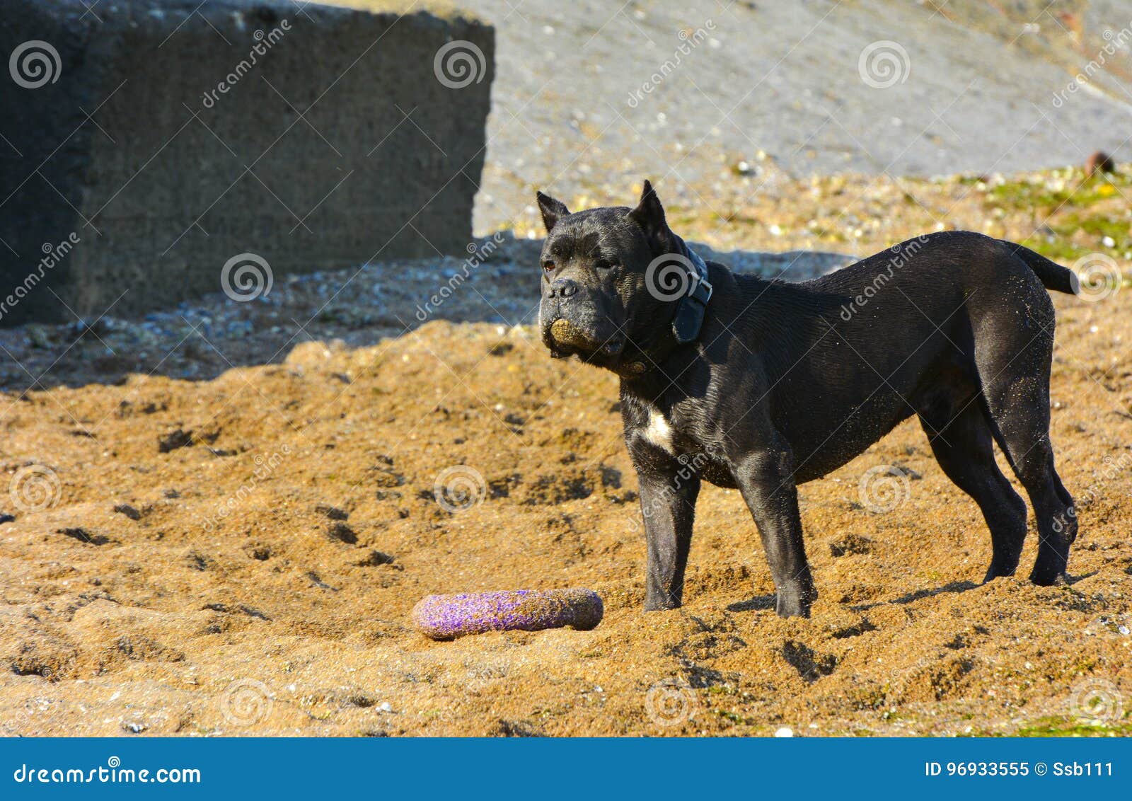 Den Rottweiler hunden på sanden vid havet spelar med en leksak i form av en cirkel