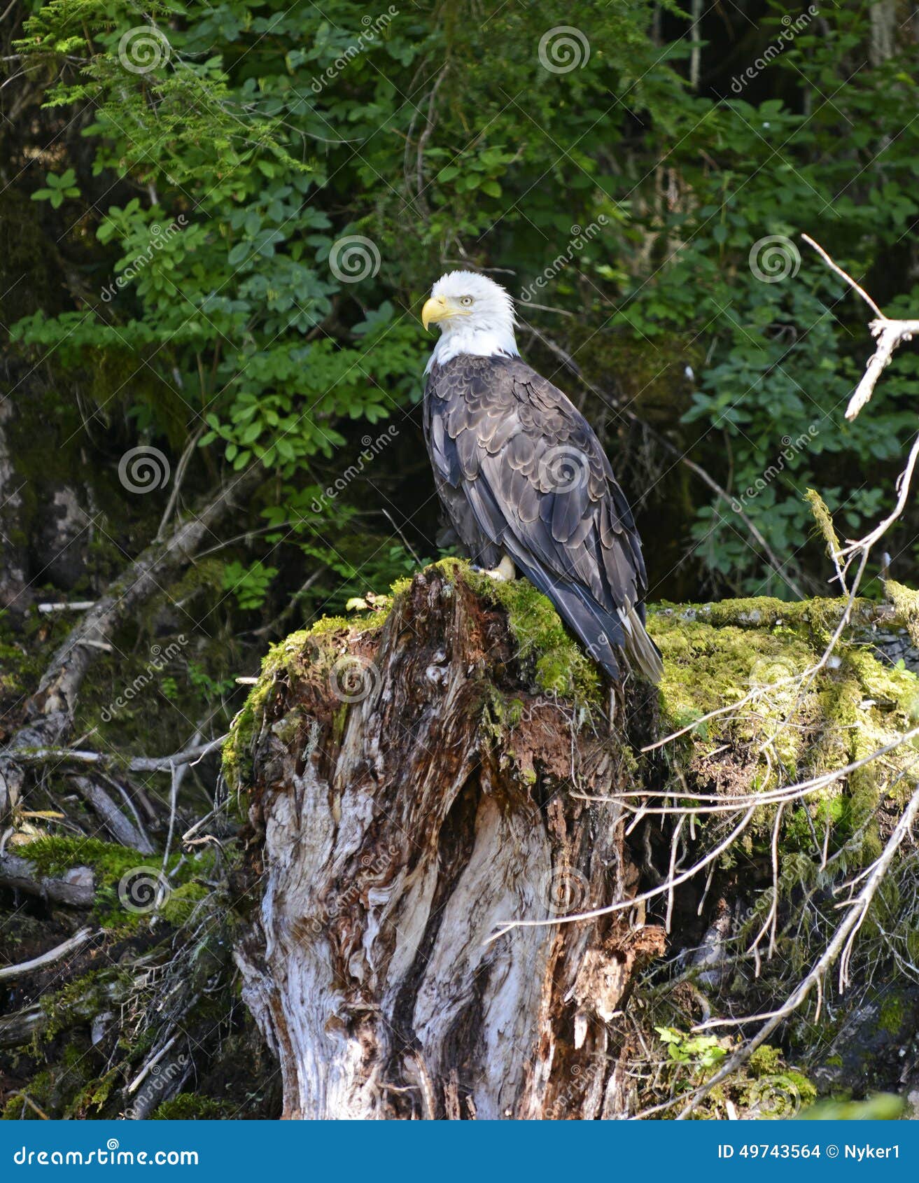 Den skalliga örnen sätta sig på trädstubbe i skogen, alaskabo wildeness