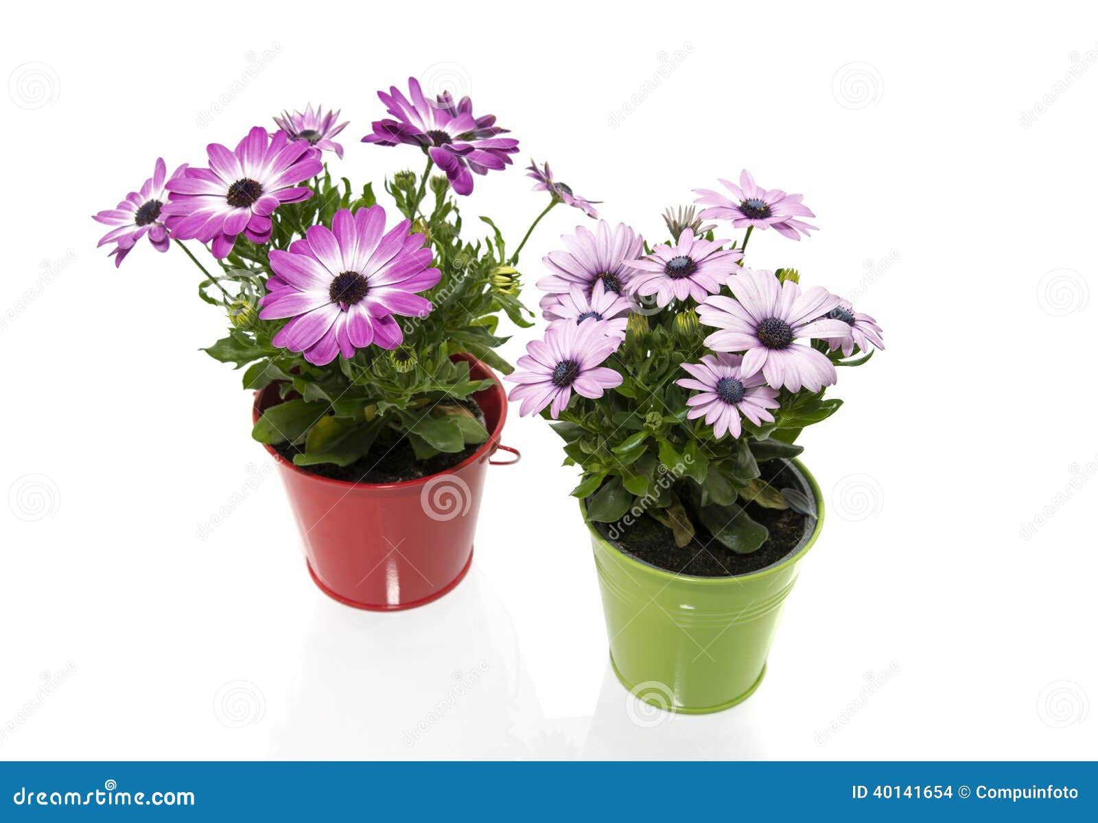 blomma på spanska blomma på spanska