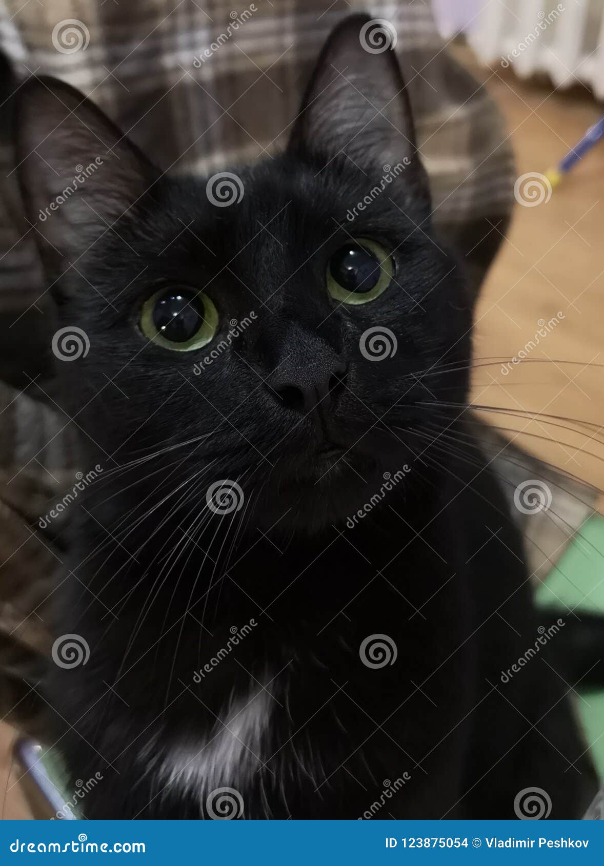 Den Unga Härliga Svarta Katten Med Stora ögon Gillar I En Tecknad Film Från Arkivfoto - Bild av katt: 123875054