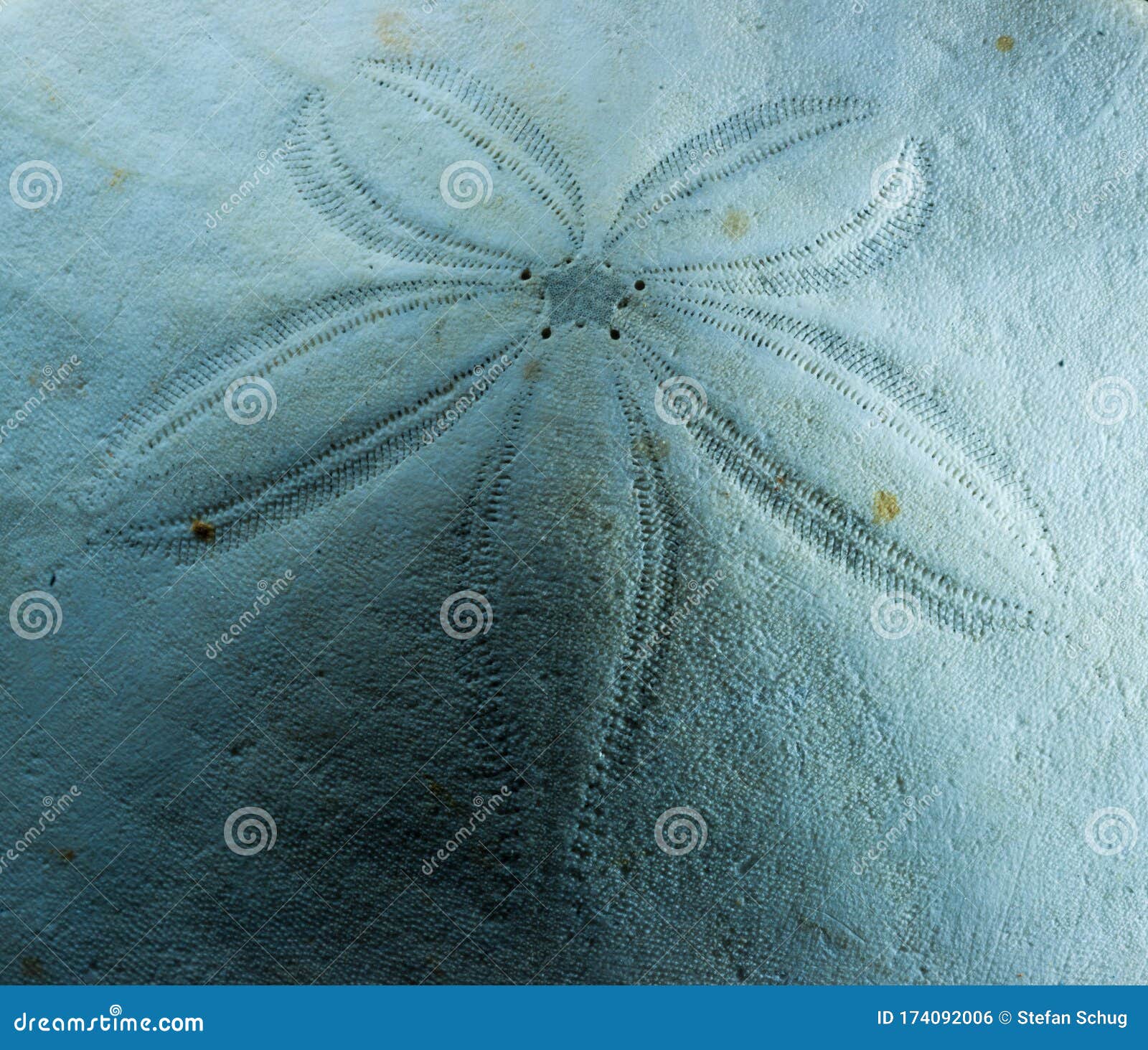 dendraster excentricus - skeleton