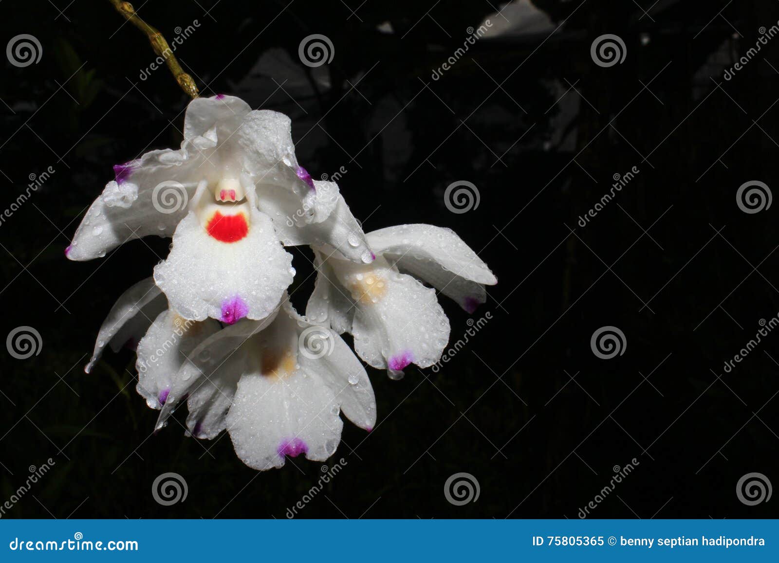 dendrobium annae