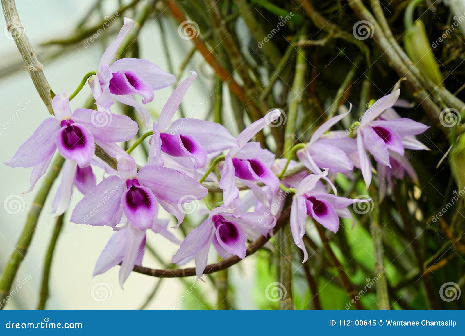 Dendrobium Anosmum Stock Photos - Free & Royalty-Free Stock Photos from  Dreamstime
