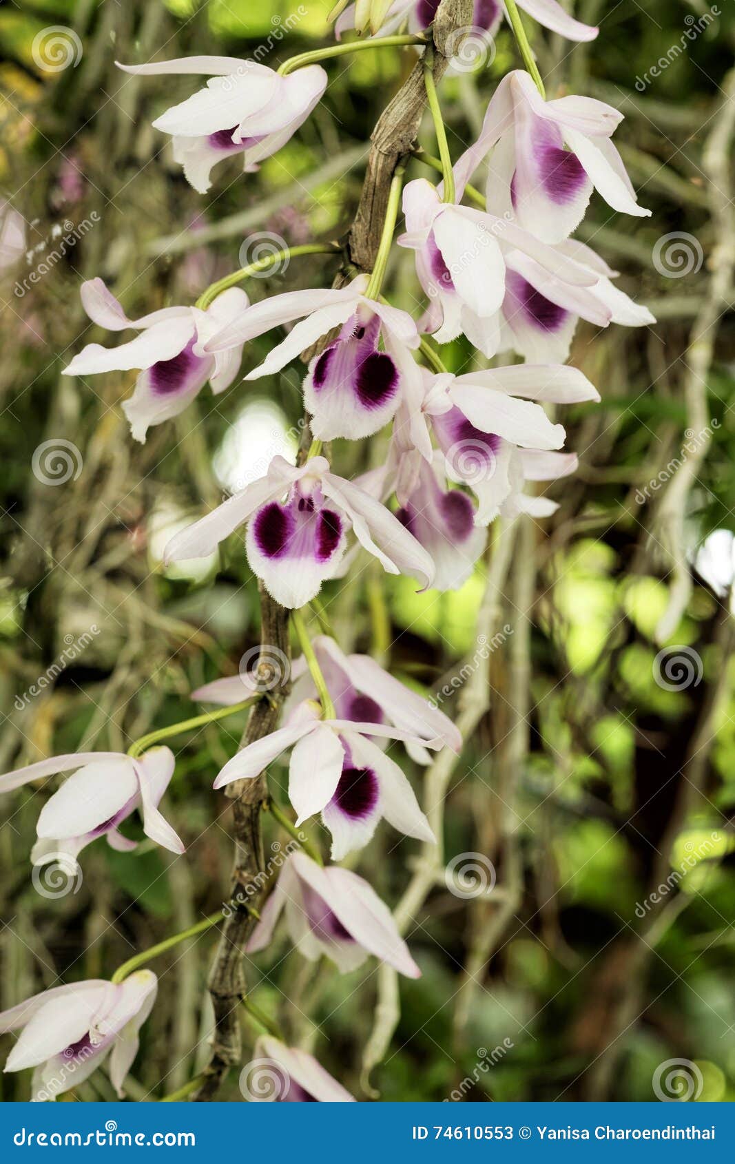 Dendrobium Anosmum in White and Purple Flowers Stock Image - Image of  closeup, plant: 74610553