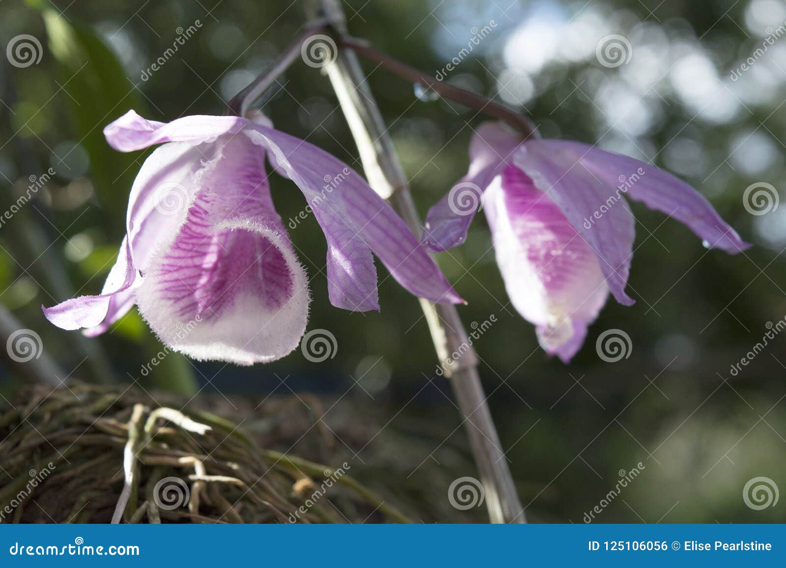 dendrobium aphyllum orchid closeup of the lightly scented flowers with pink stripes