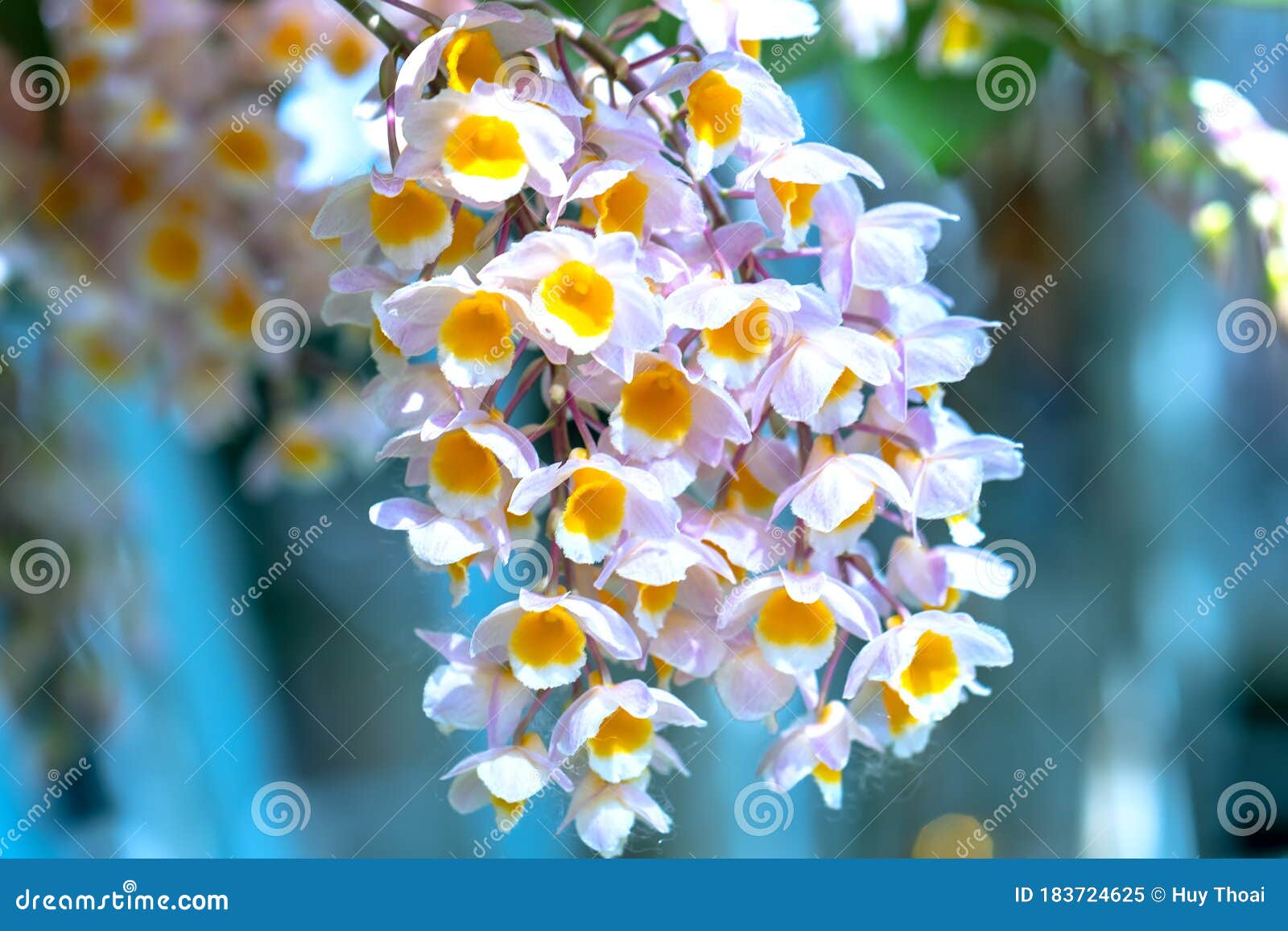 dendrobium aphyllum orchids flowers bloom in spring