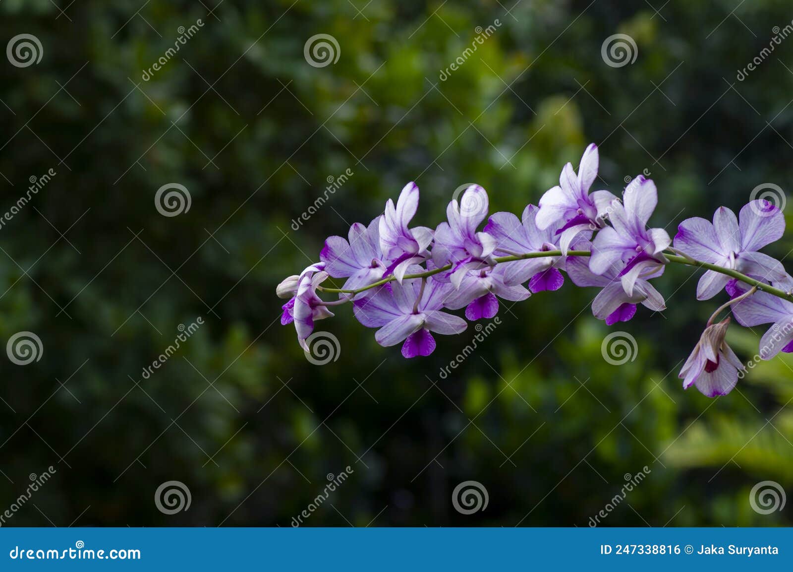 Dendrobium Enobi Pink Splash Flower là một loài hoa quý hiếm, với màu sắc tuyệt đẹp và hương thơm đặc trưng. Hình ảnh của loại hoa này sẽ khiến bạn bị mê hoặc bởi vẻ đẹp tự nhiên của nó.