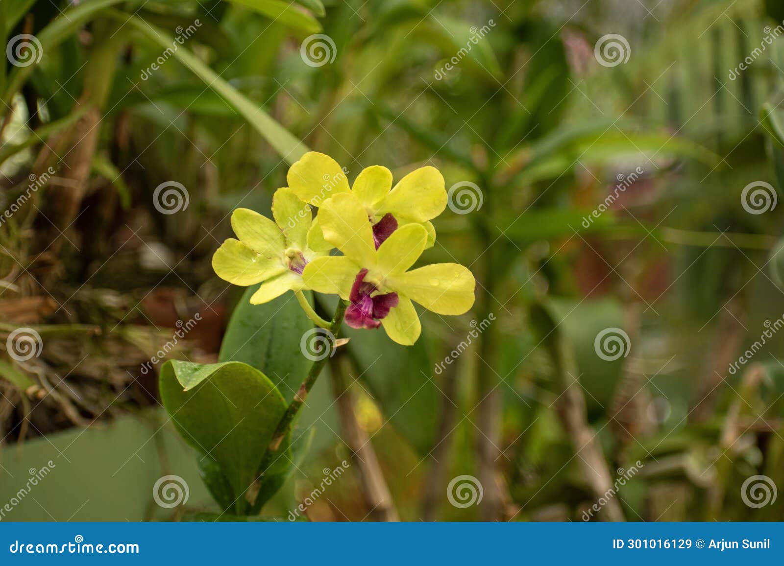 picture of orchids, species of plants in the family orchidaceae