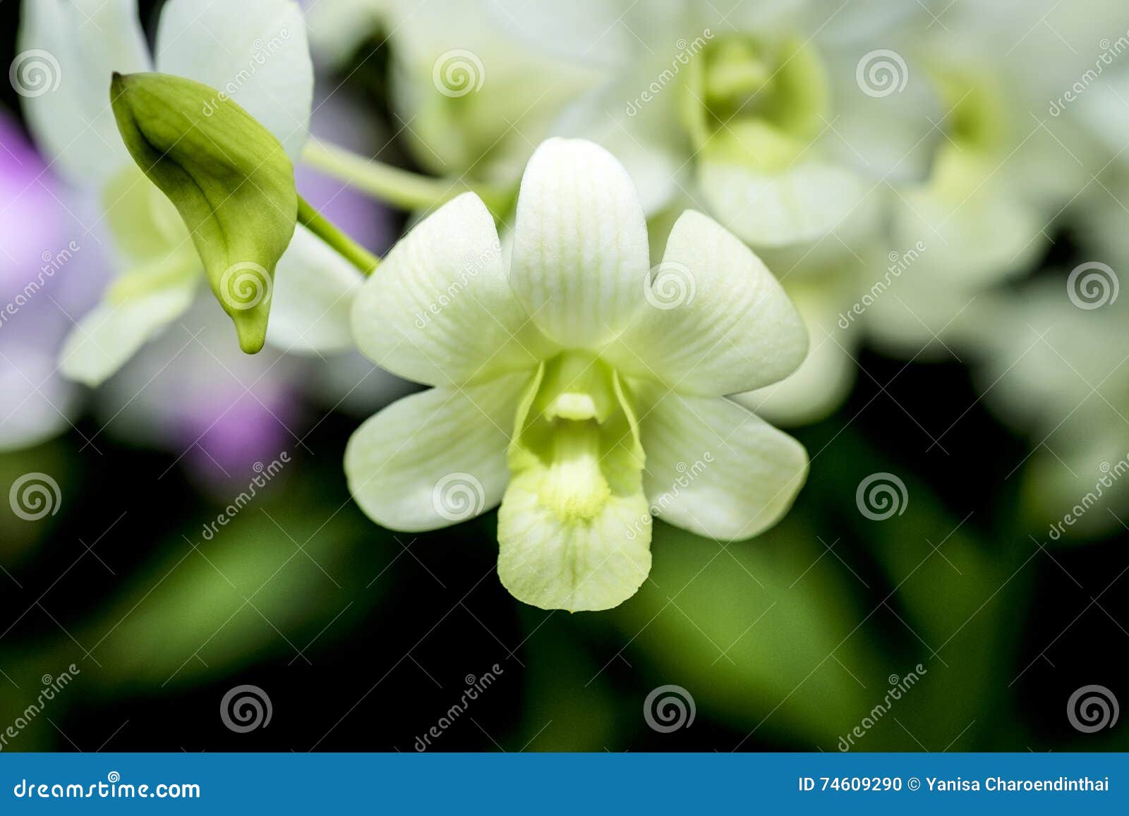 Dendrobium Hybrids, Orchid in Green Stock Photo - Image of branch, flower:  74609290