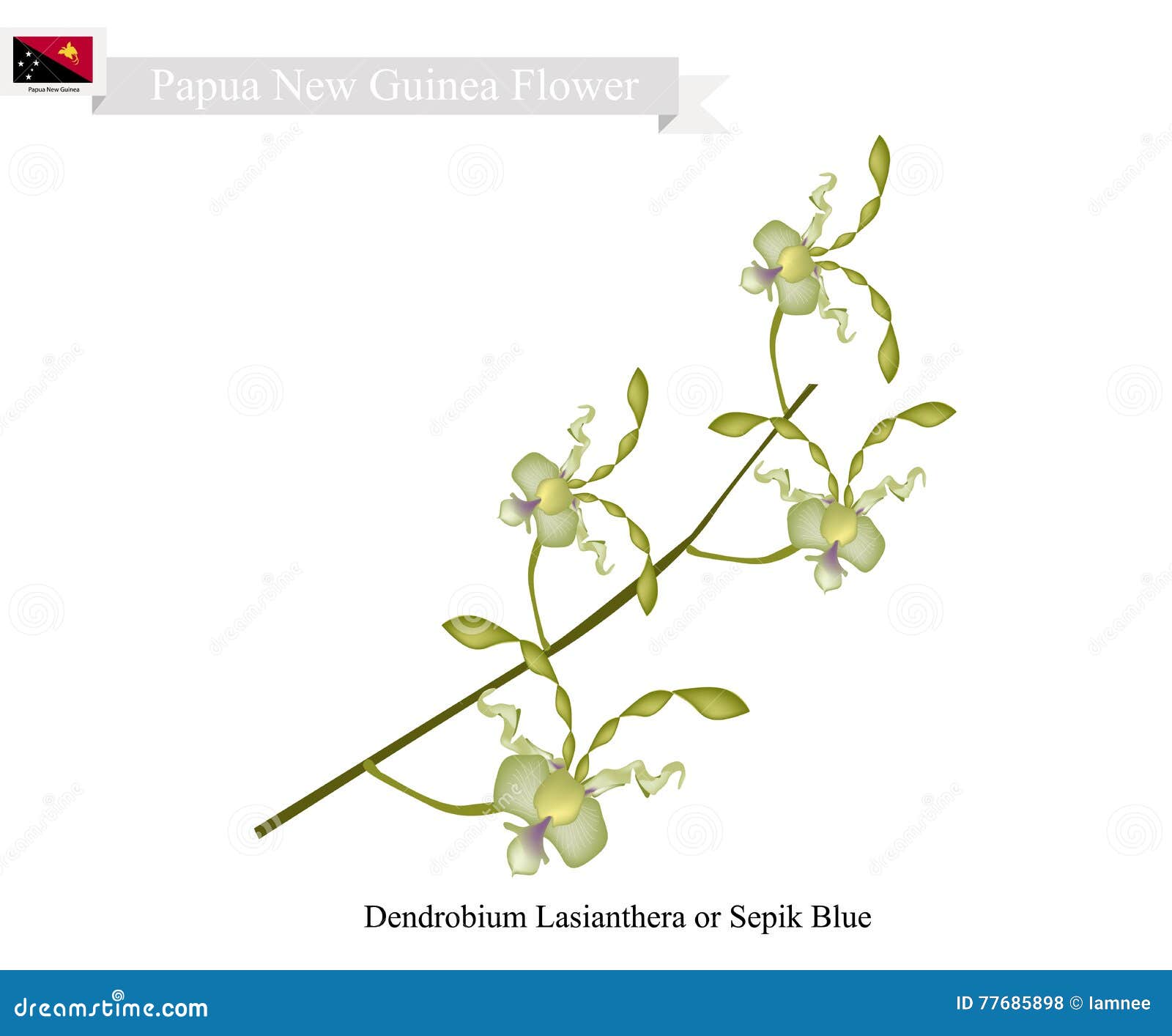 Dendrobium Lasianthera National Flower Of Papua New Guinea Vector dendrobium-lasianthera-national-flower-of-papua-new-guinea-vector