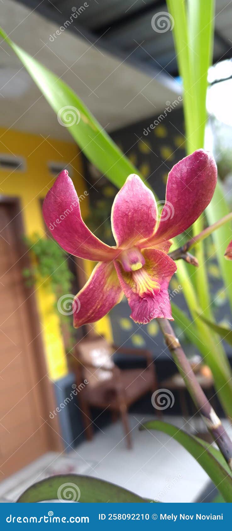 a dendrobium orchid