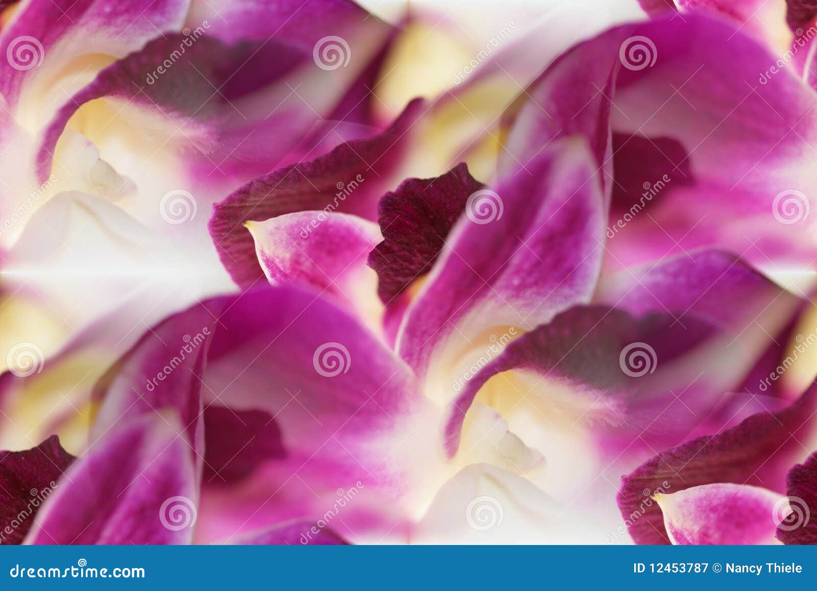 Dendrobium Orchid Lei Abstract Stock Image Image Of Background Delicate