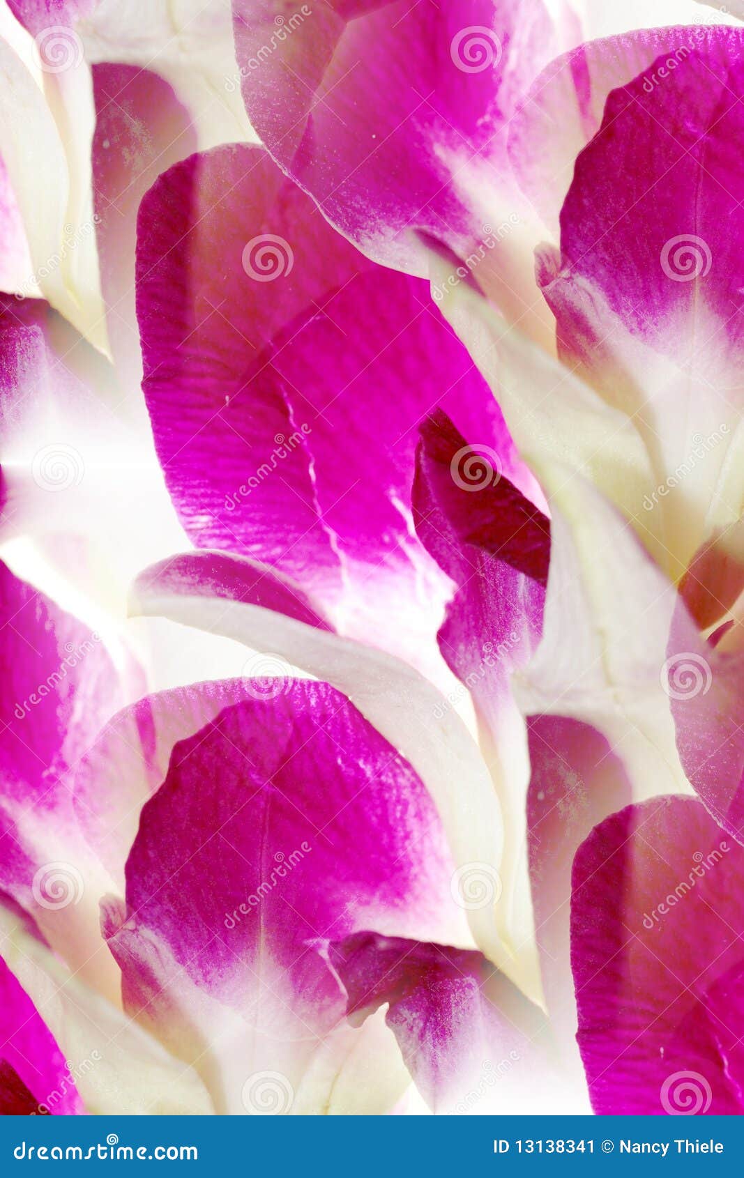 Dendrobium Orchid Lei Abstract Stock Image Image Of Fragile Nature