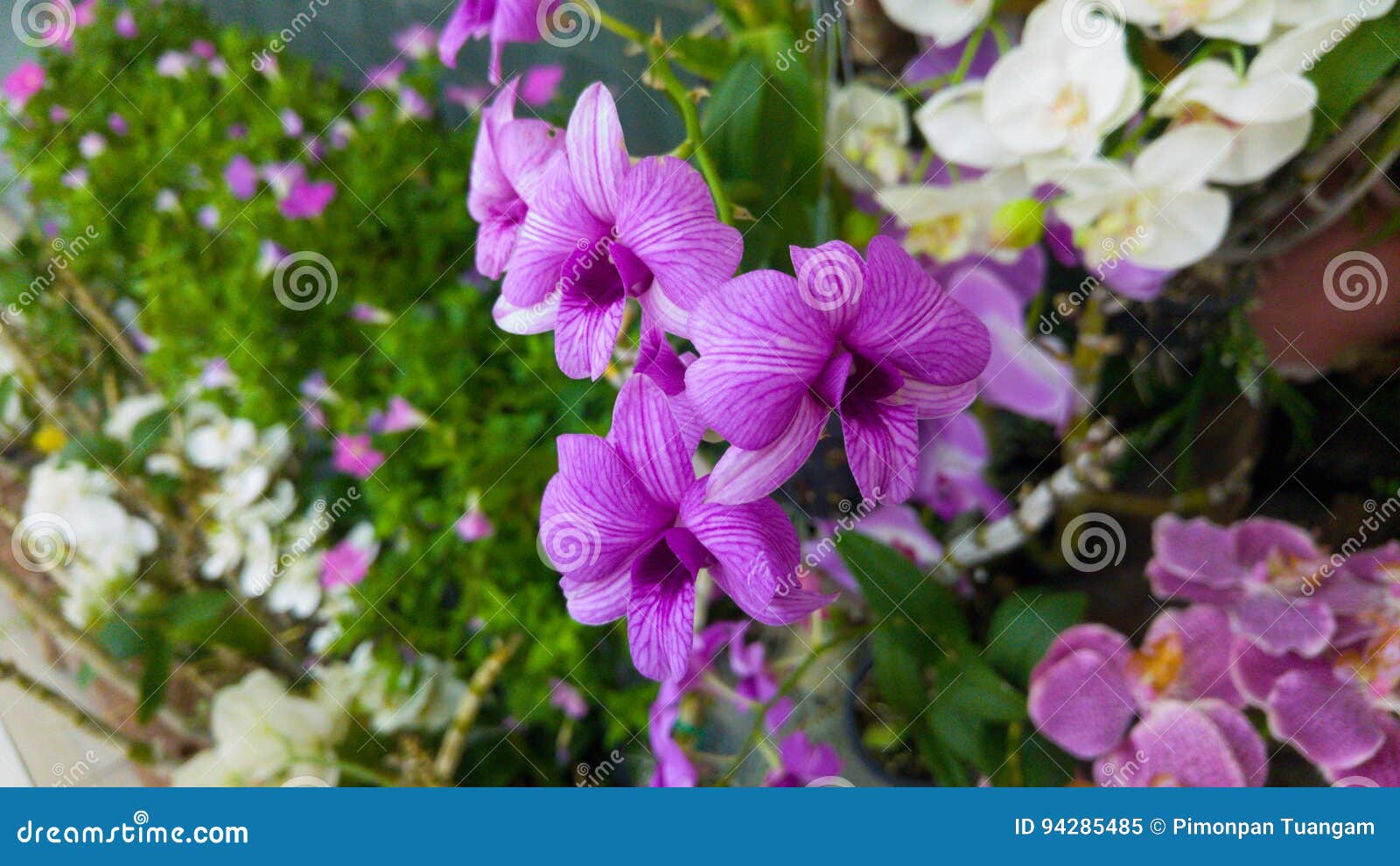 Dendrobium Orchids A Beautiful Purple Flower Stock Image