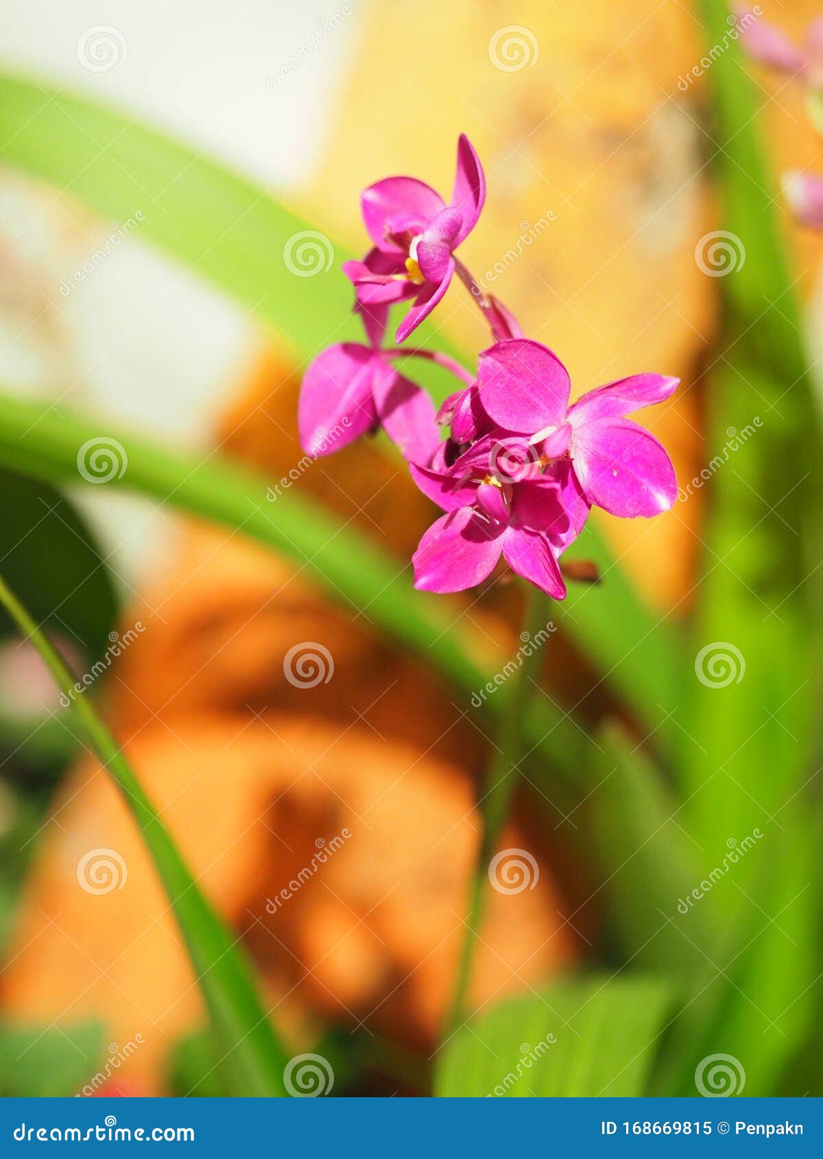 Dendrobium, Violeta Orquídea Pequeña Flor Morada Bello Ramo Sobre Un Fondo  Borroso Imagen de archivo - Imagen de cubo, hermoso: 168669815