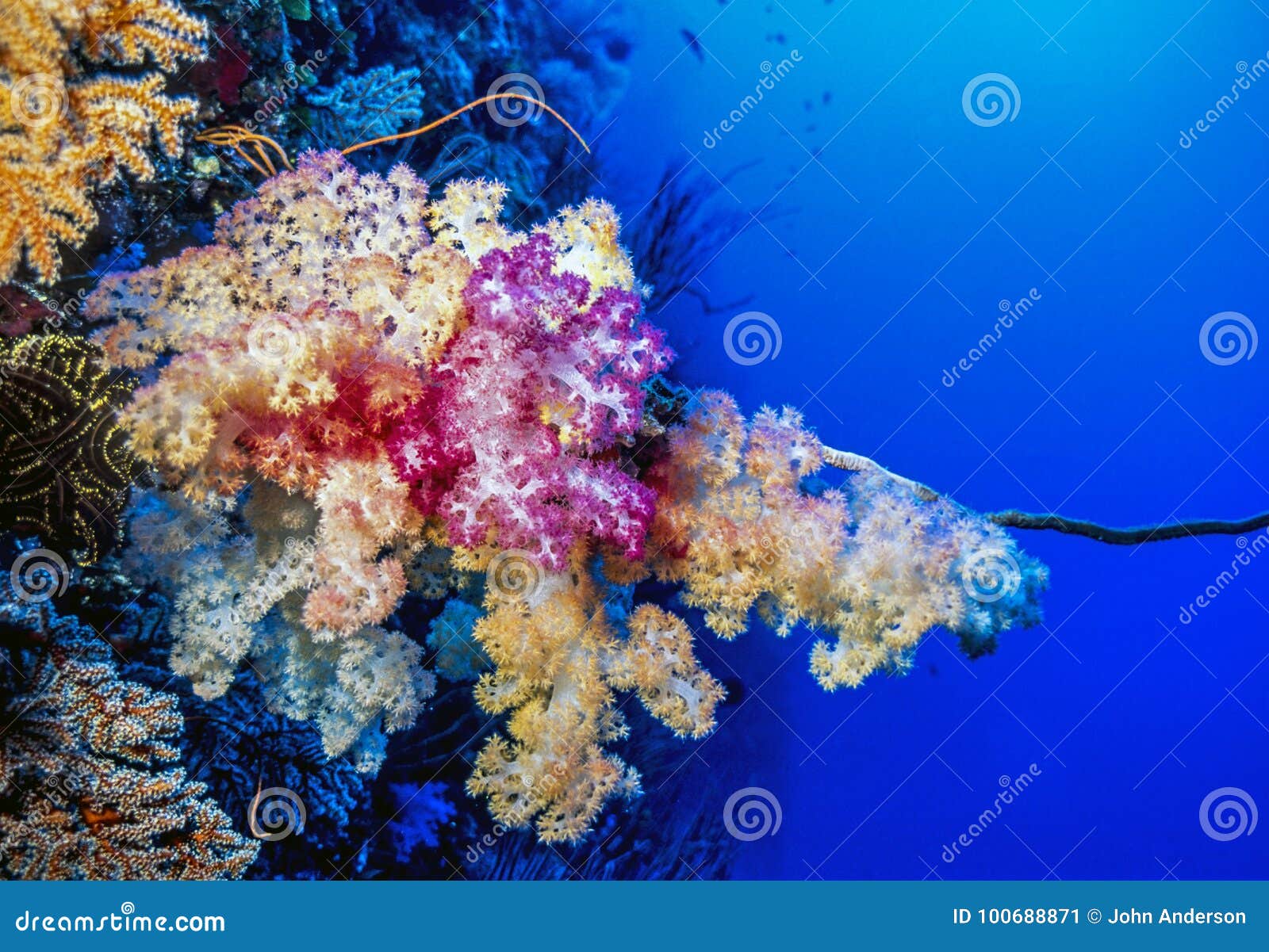 dendronephthya soft corals