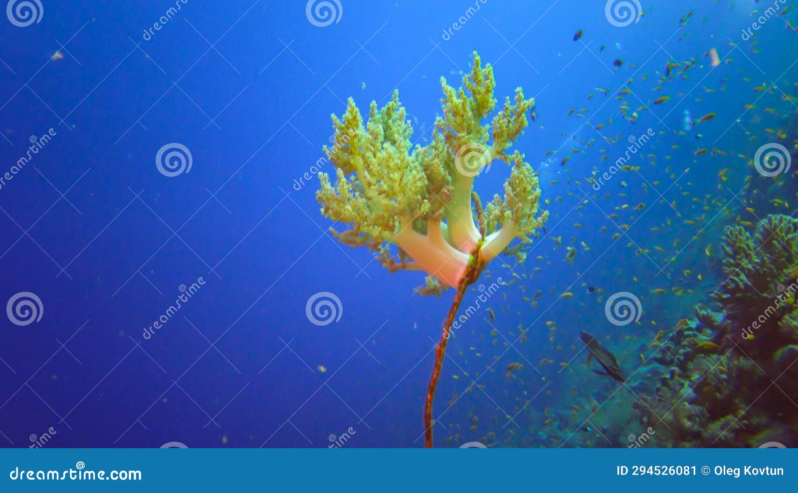 (dendronephthya sp.) soft corals grown on a weave-like coral on the reef of elfin ston, red sea