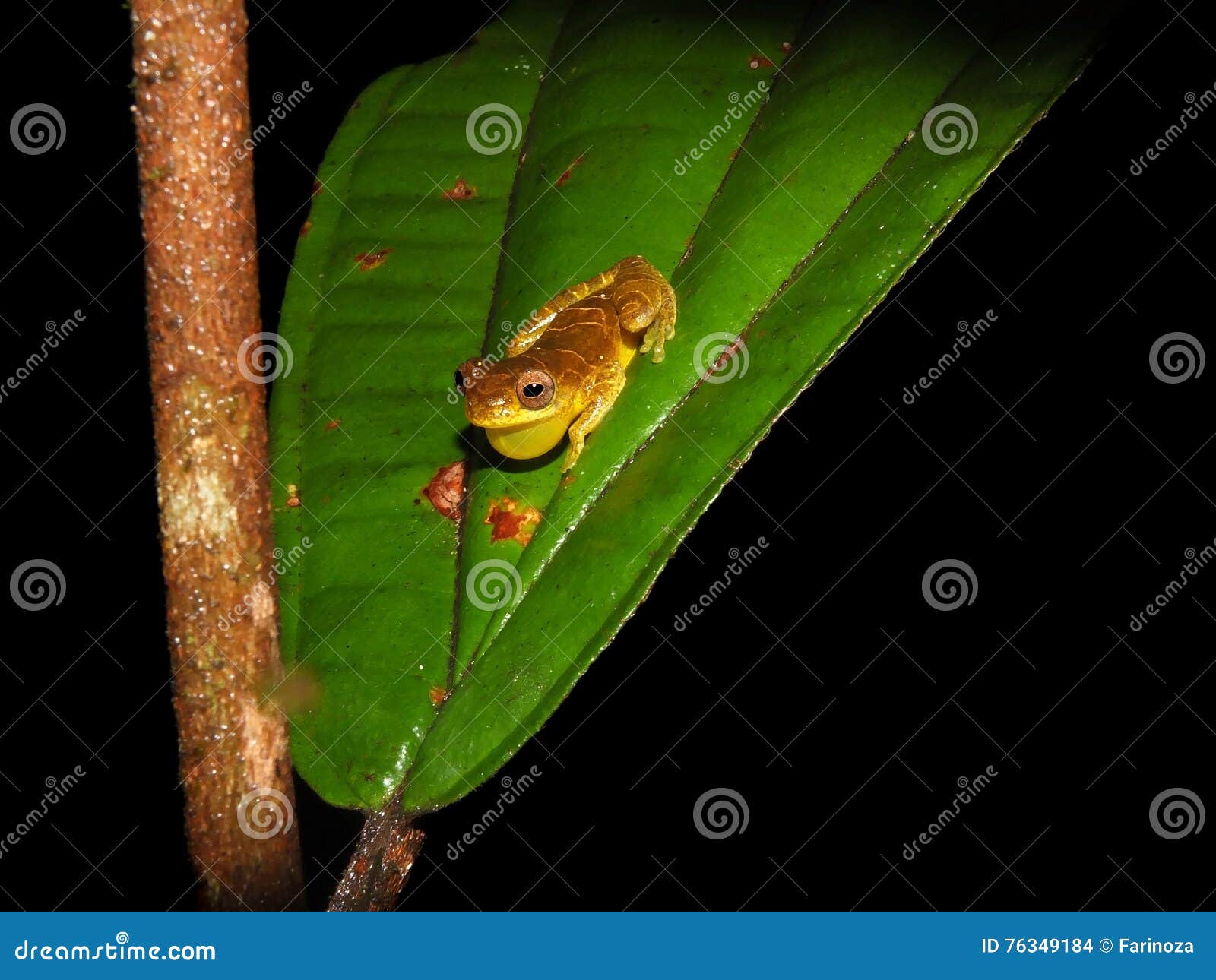 dendrosophus sp. croacking at night