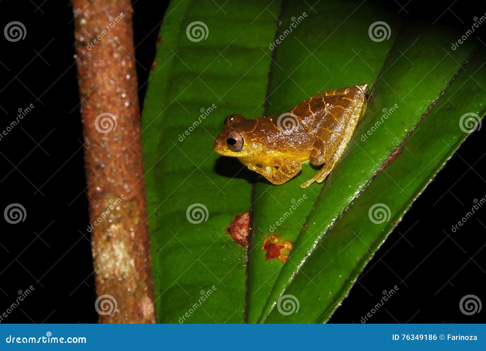 dendrosophus sp. croacking at night