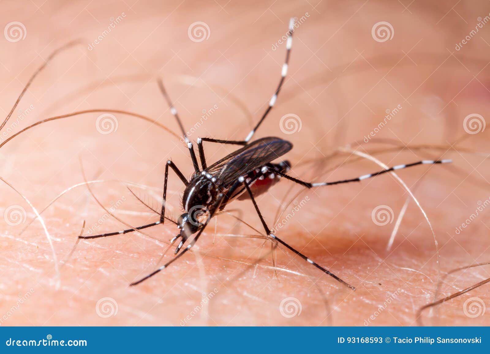 dengue, zika and chikungunya fever mosquito aedes albopictus bitting human skin