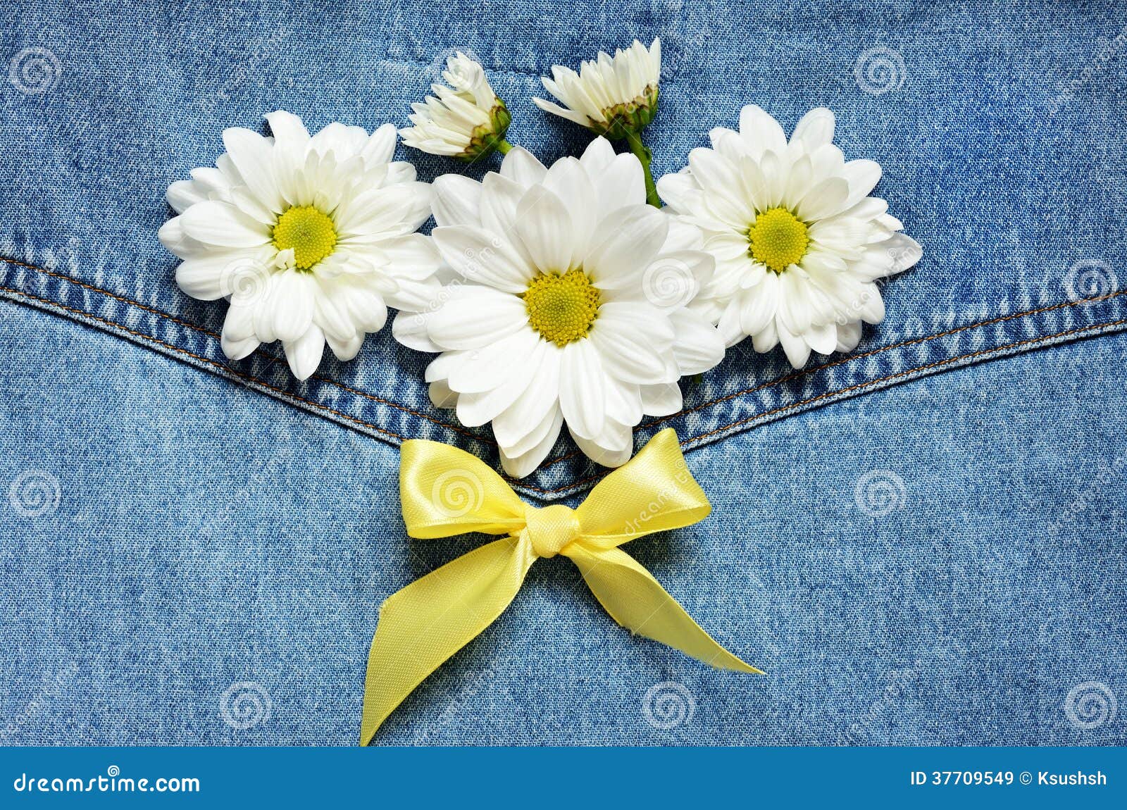 Denim and daisies stock image. Image of chamomile, flowers 37709549