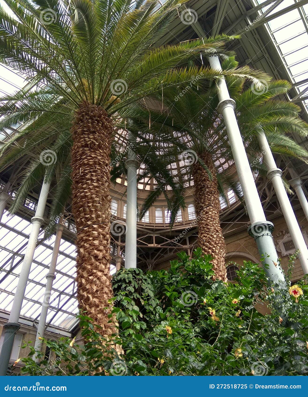 denmark, copenhagen, 26 h. c. andersens blvd, ny carlsberg glyptotek, winter garden, two palm trees